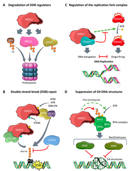 Cancers | Free Full-Text | HERC Ubiquitin Ligases in Cancer