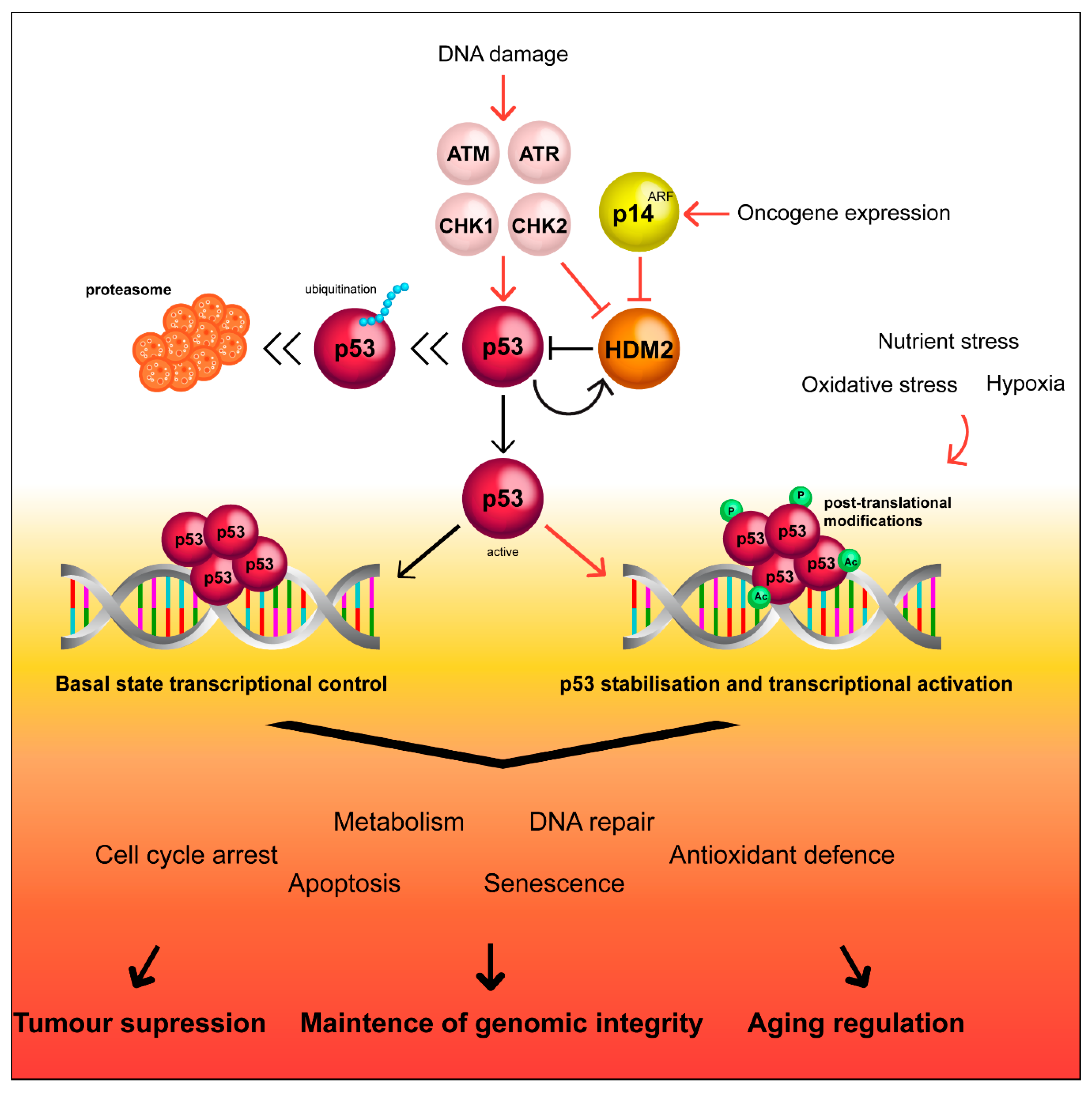 Cancers 12 01659 g001 Cancers 12 01659 g001