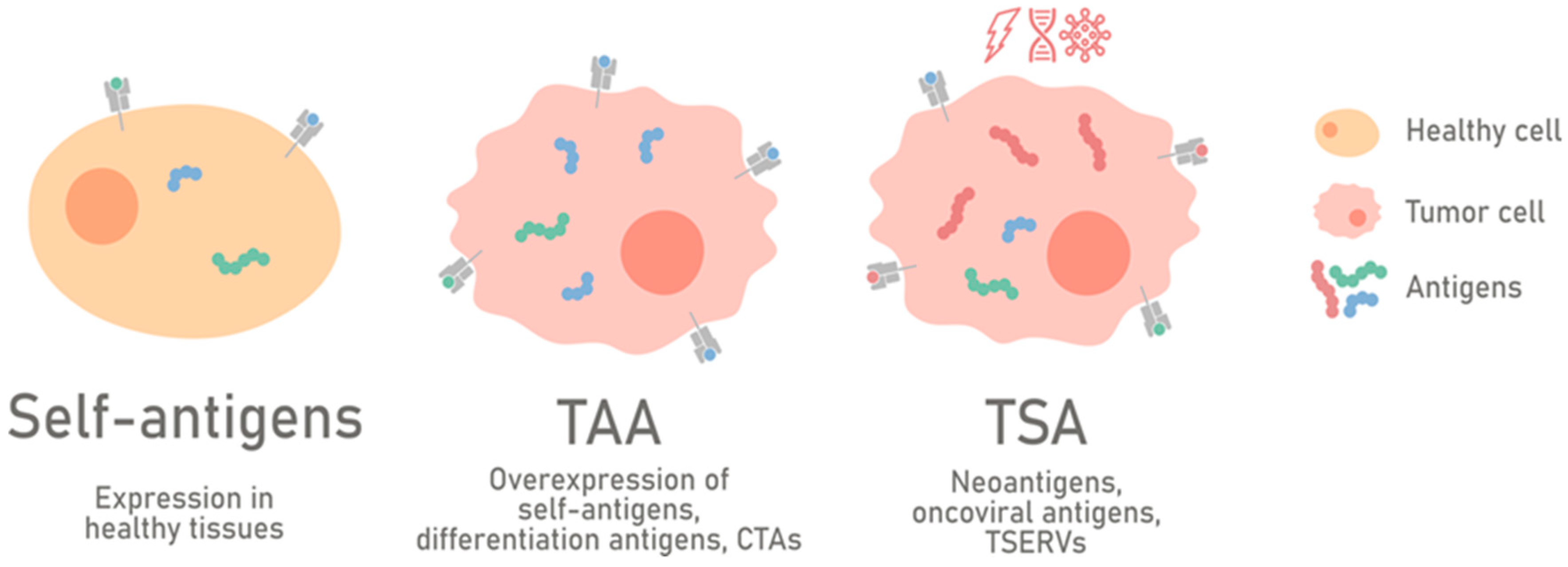 Cancers Free FullText Uncovering the Tumor Antigen Landscape What