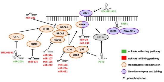 Non-Coding RNAs in Cancer Radiosensitivity: MicroRNAs and Non-Coding RNAs in Cancer Radiosensitivity: MicroRNAs and