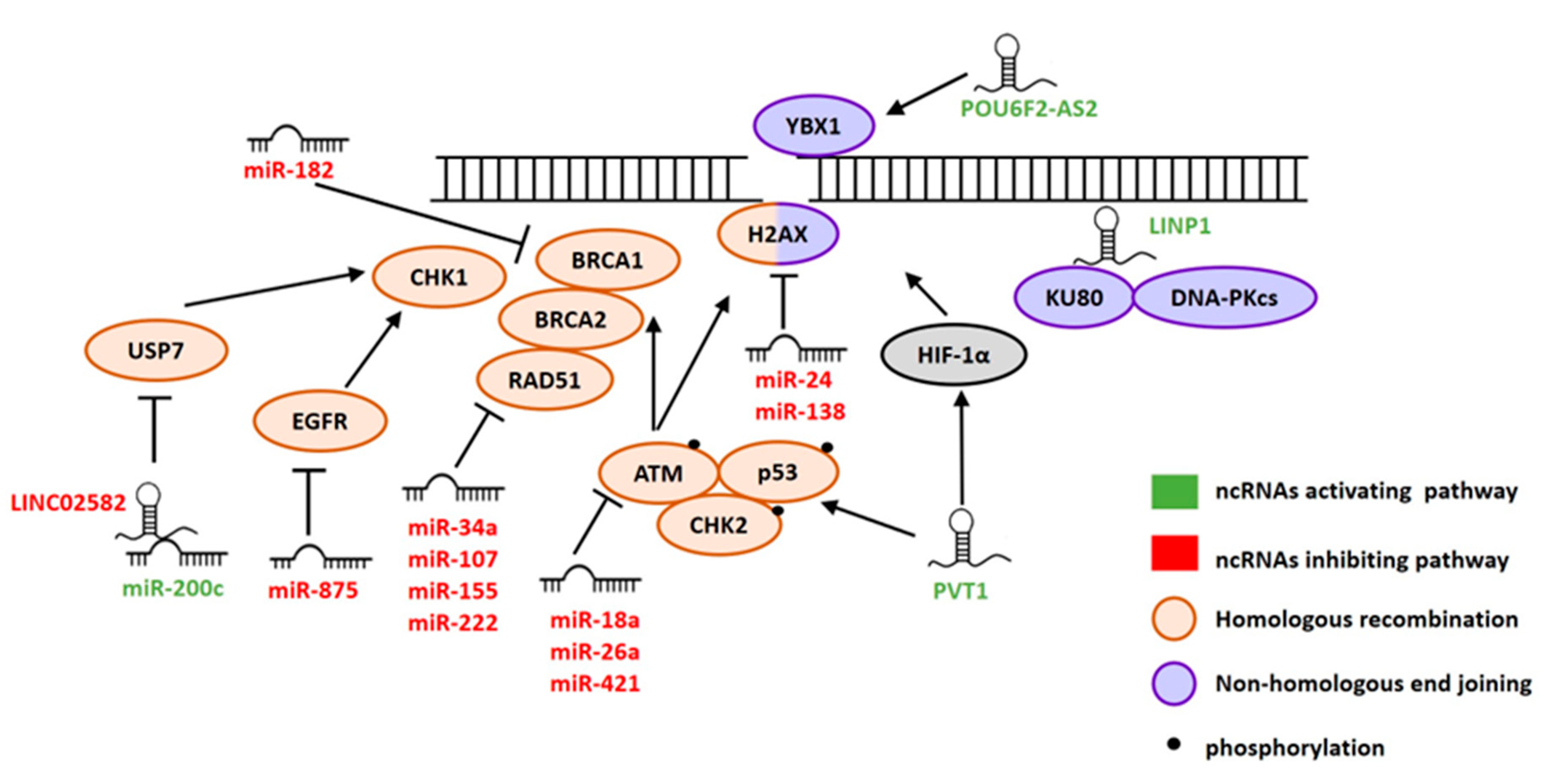 Cancers | Free Full-Text | Non-Coding RNAs in Cancer 