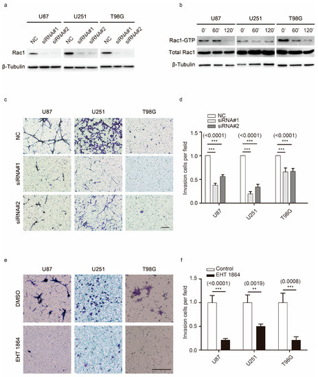 Rac1 Promotes Cell Motility by Controlling Cell Mechanics in Human ...