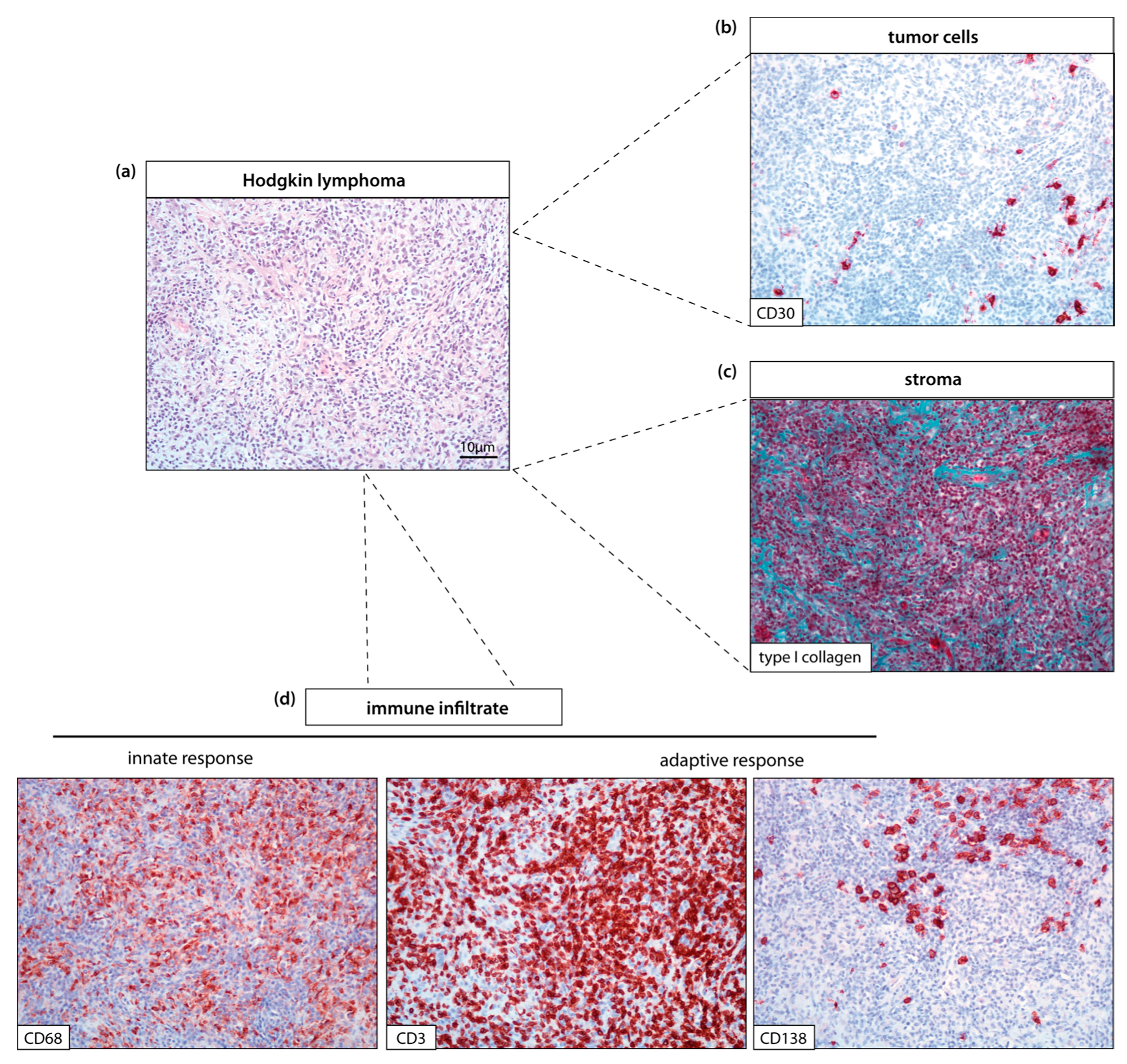 Cancers 12 01677 g001
