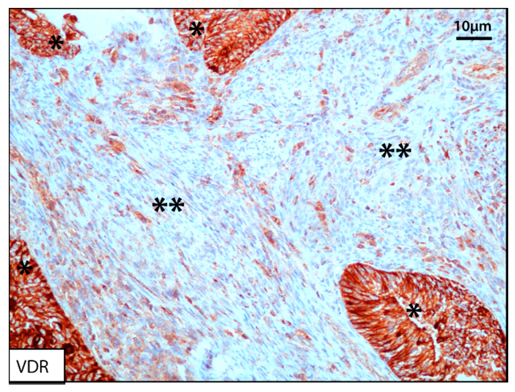 Cancers 12 01677 g003