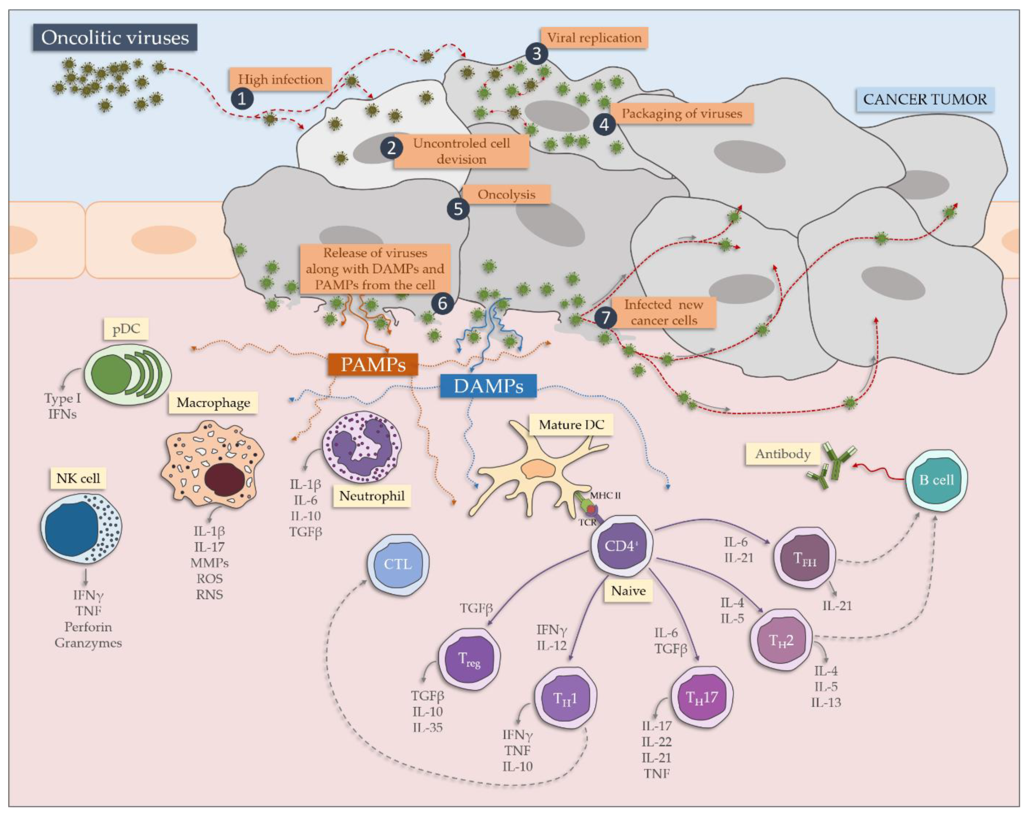 Cancers 12 01680 g002 Cancers 12 01680 g002