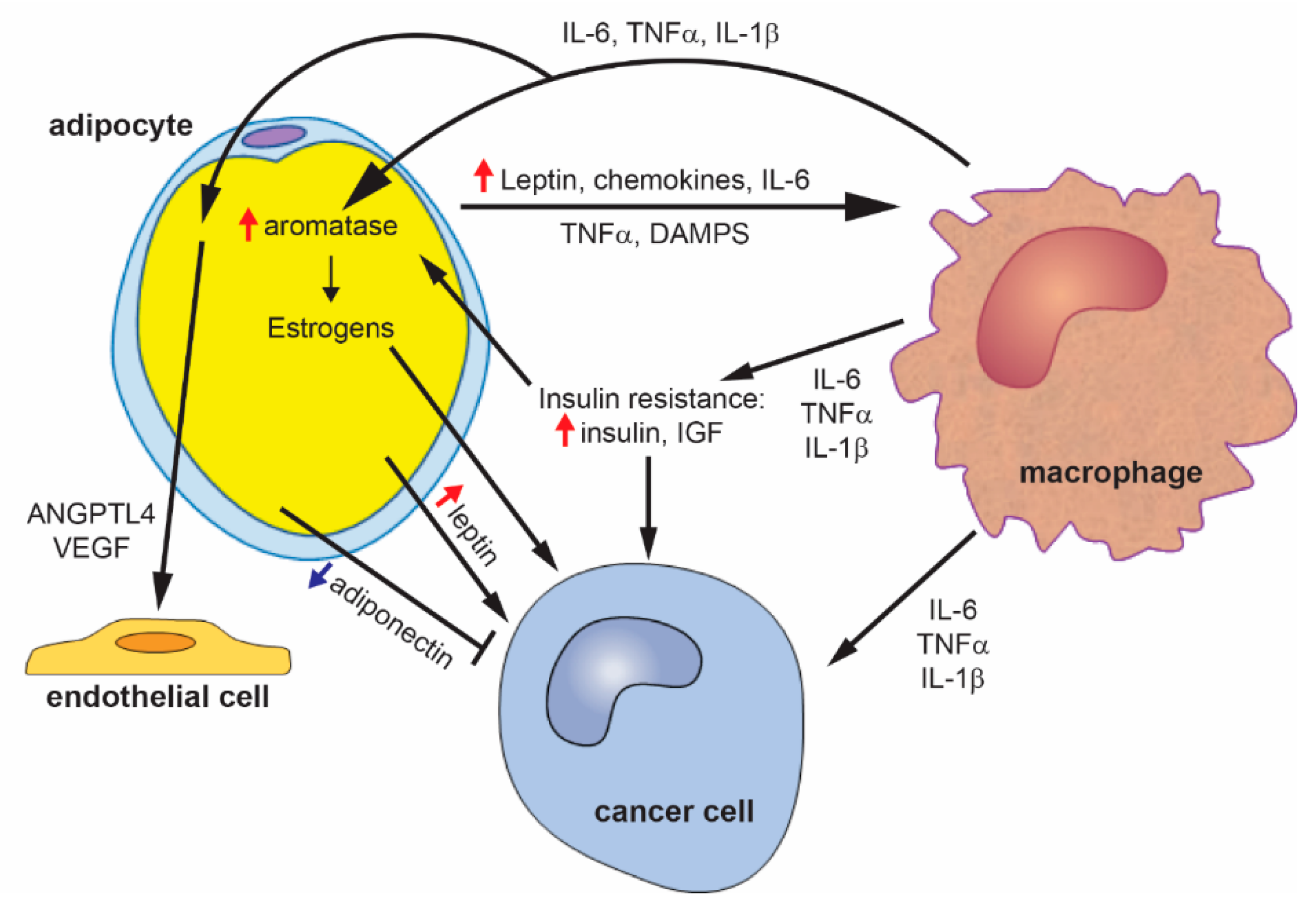 Cancers 12 01686 g002 Cancers 12 01686 g002