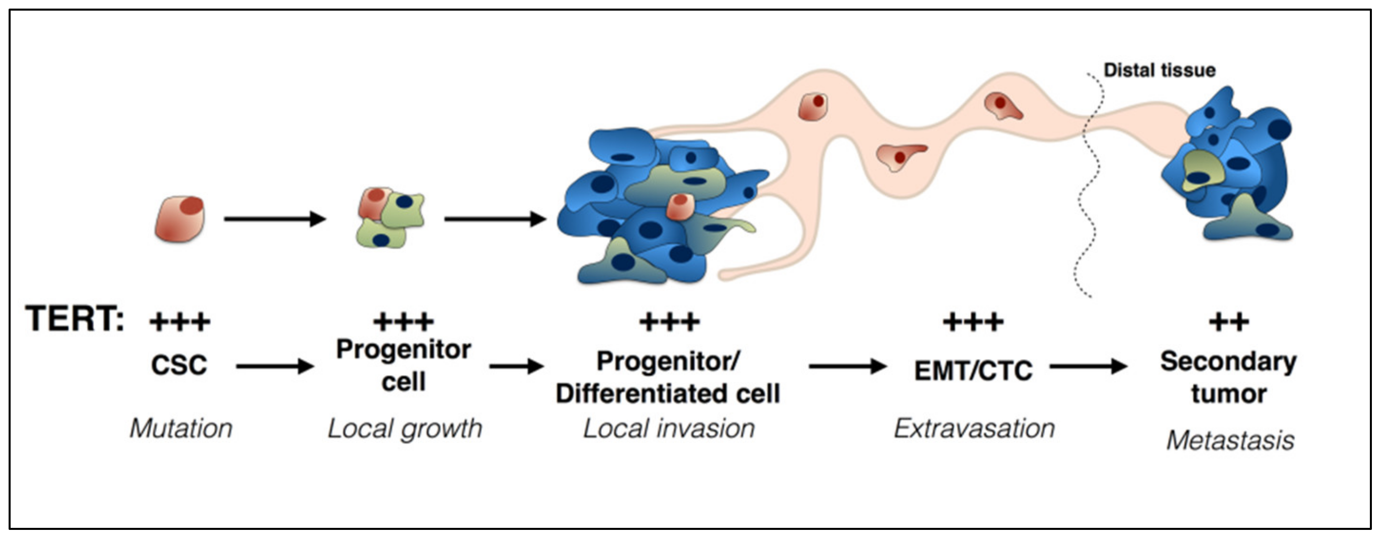 Cancers 12 01687 g001 Cancers 12 01687 g001