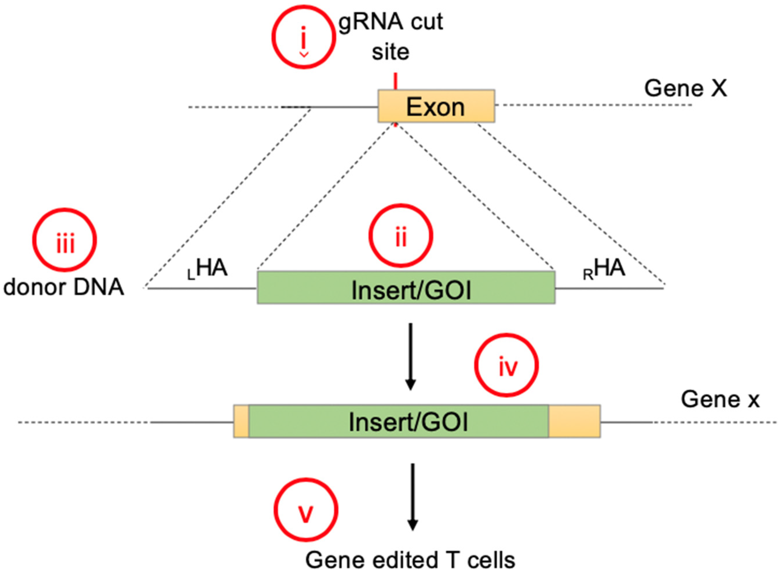 Cancers 12 01704 g001