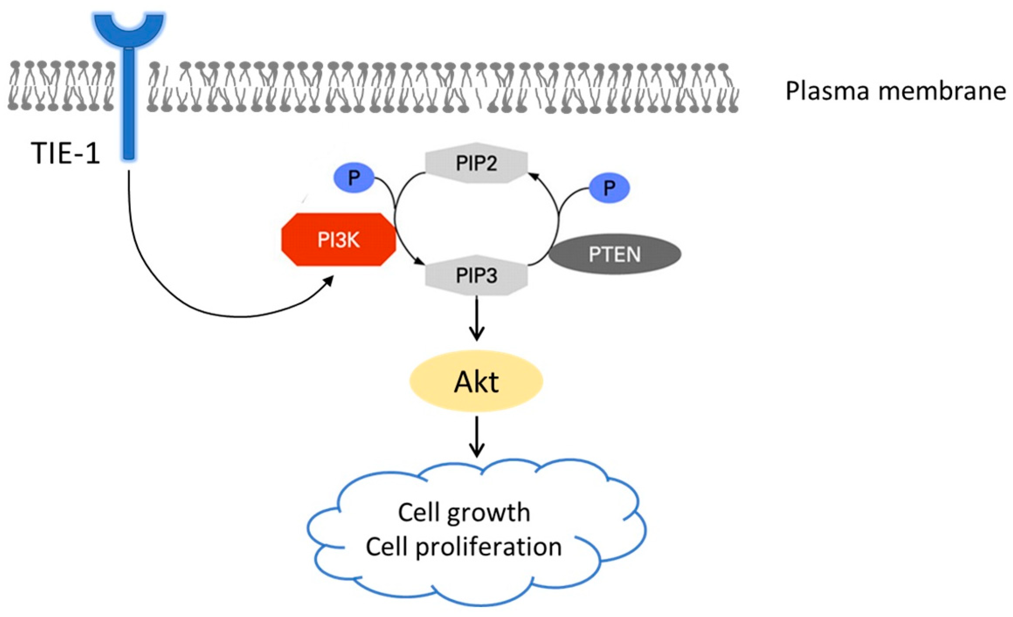 Cancers 12 01705 g005
