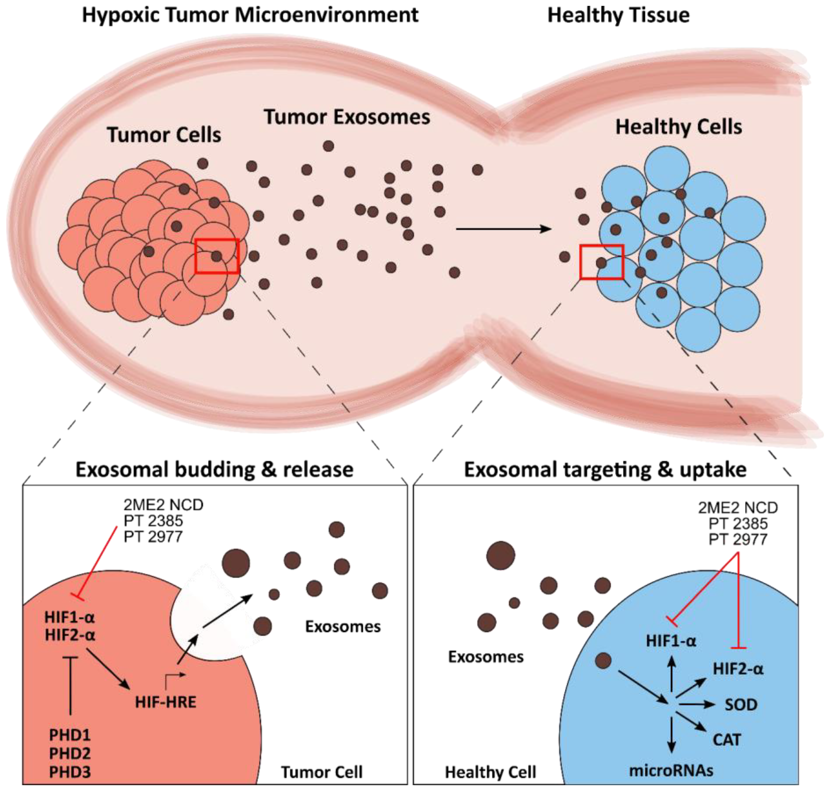 Cancers 12 01706 g003 Cancers 12 01706 g003