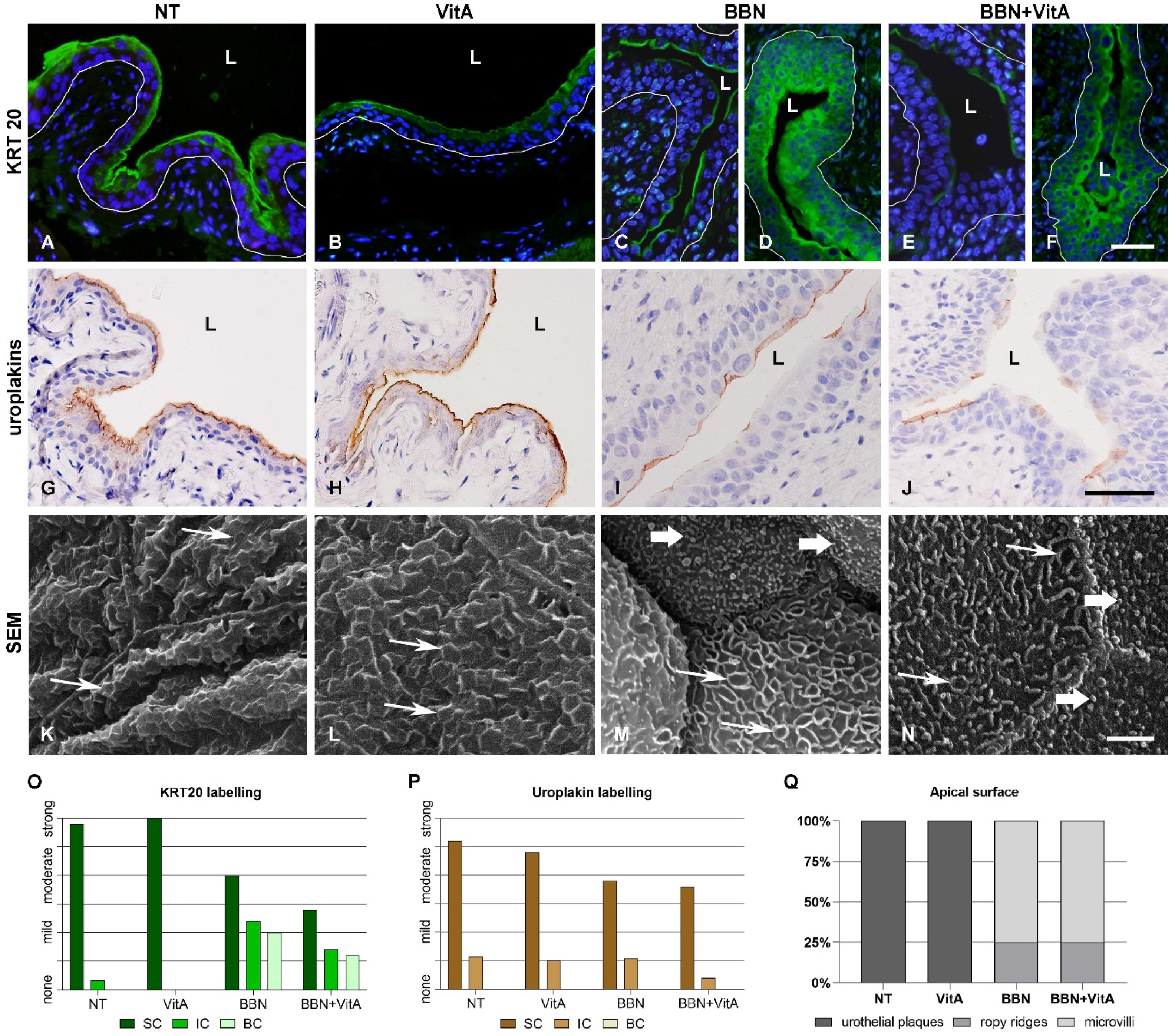 Cancers 12 01712 g002 Cancers 12 01712 g002