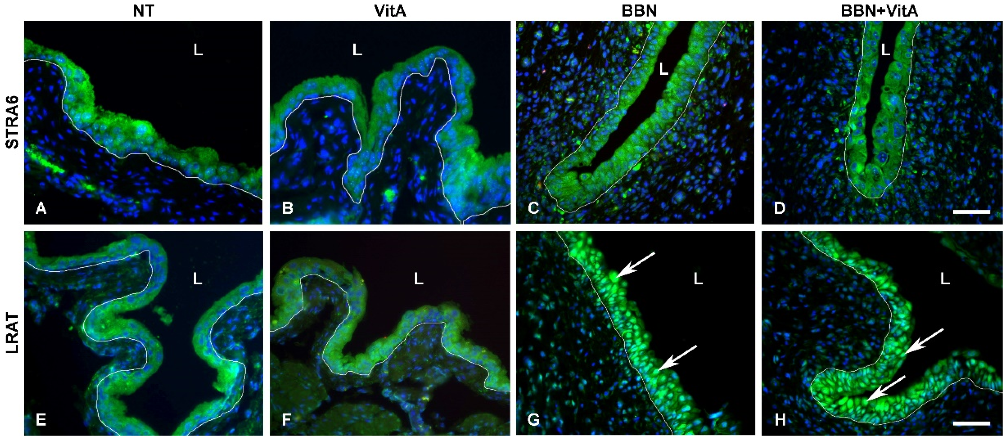 Cancers 12 01712 g007 Cancers 12 01712 g007