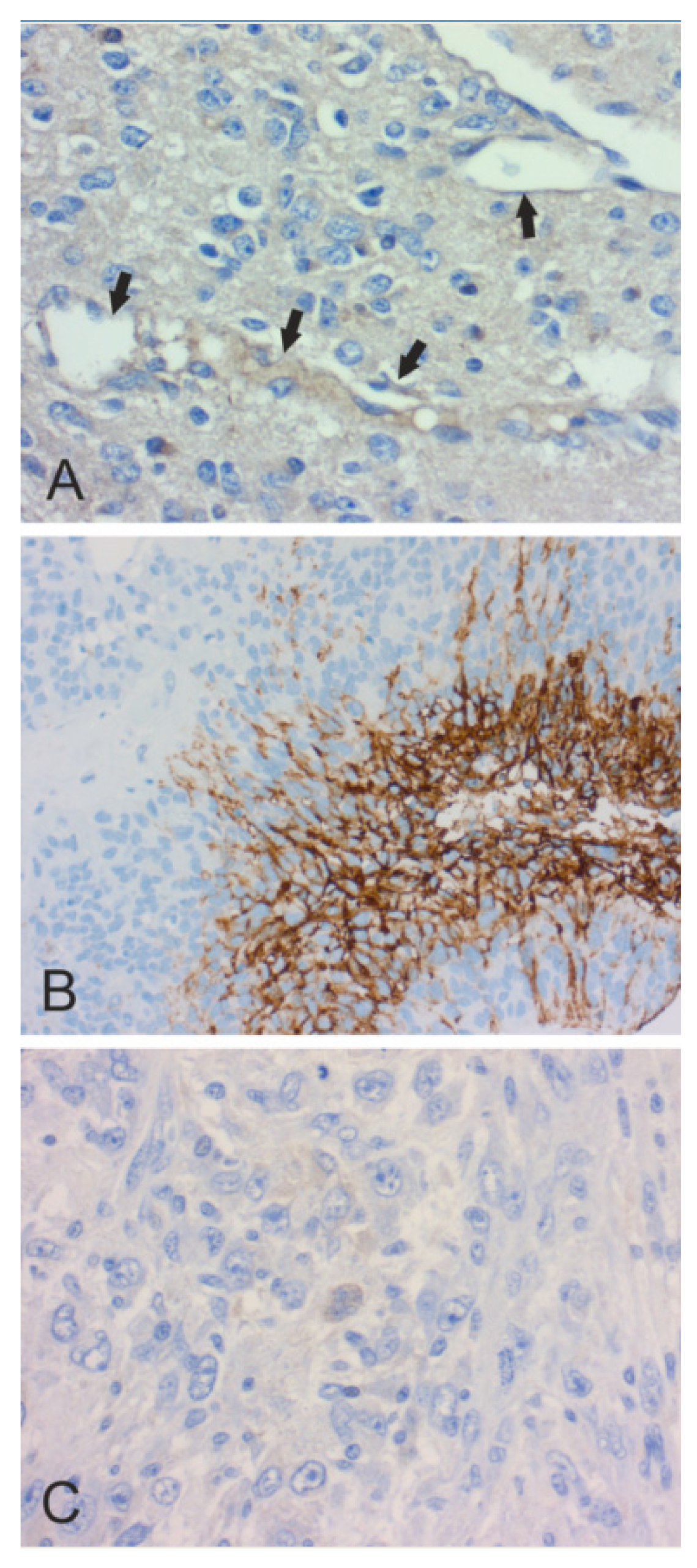 Cancers 12 01723 g003 Cancers 12 01723 g003