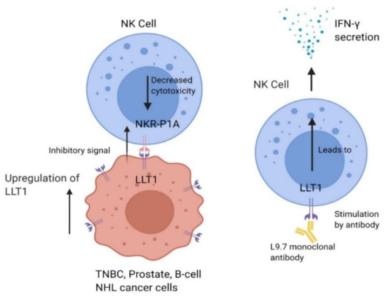 Roles of NK Cell Receptors 2B4 (CD244), CS1 (CD319), and LLT1