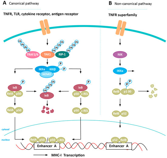 Cancers Free Full Text Mhc Class I Downregulation In Cancer Underlying Mechanisms And Potential Targets For Cancer Immunotherapy Html Cancers Free Full Text Mhc Class I Downregulation In Cancer Underlying Mechanisms And Potential Targets For Cancer Immunotherapy Html