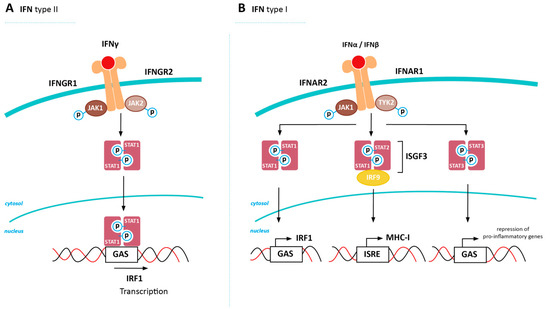 Cancers Free Full Text Mhc Class I Downregulation In Cancer Underlying Mechanisms And Potential Targets For Cancer Immunotherapy Html Cancers Free Full Text Mhc Class I Downregulation In Cancer Underlying Mechanisms And Potential Targets For Cancer Immunotherapy Html