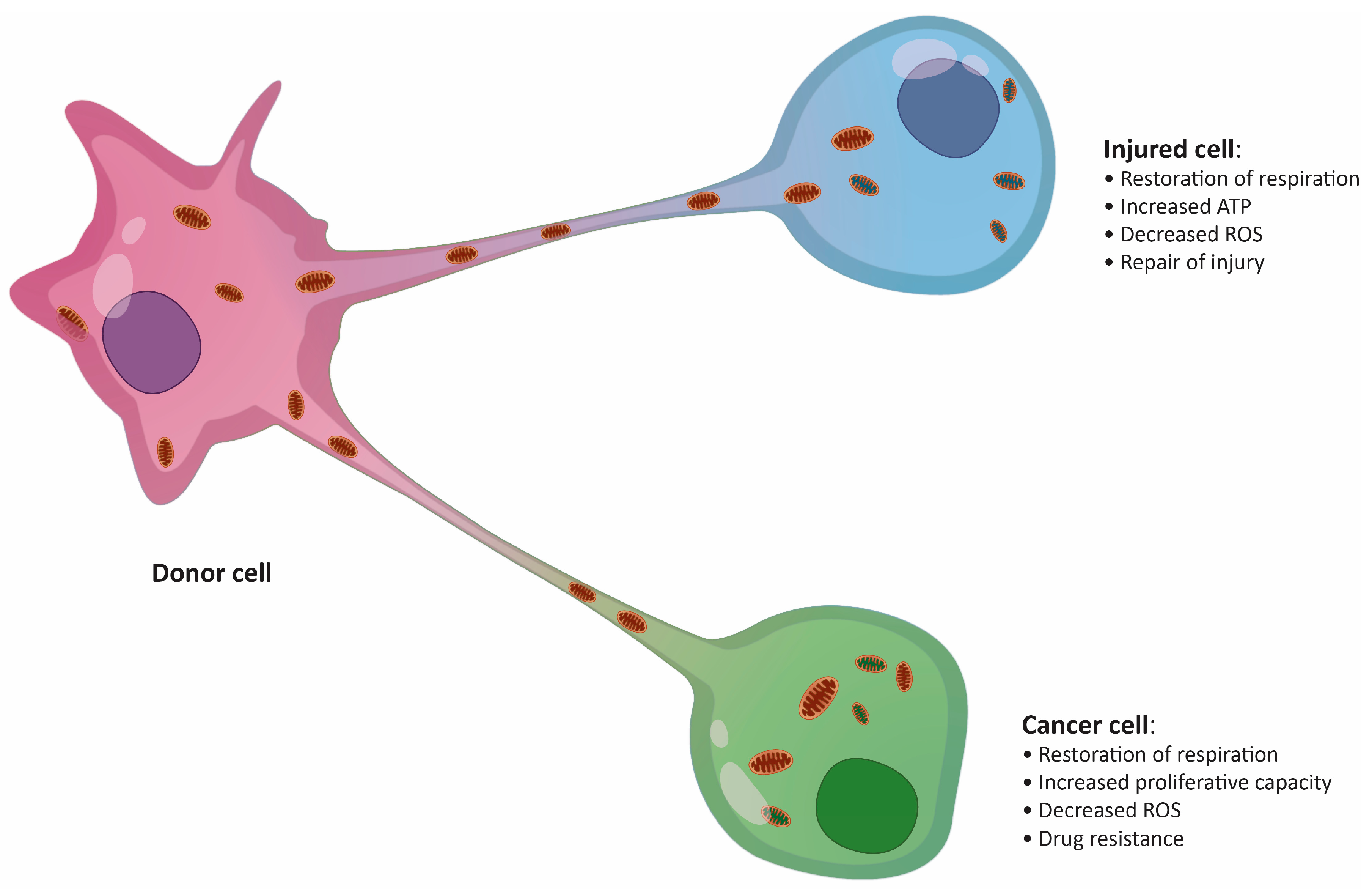 Cancers | Free Full-Text | Intercellular Mitochondrial Transfer in the