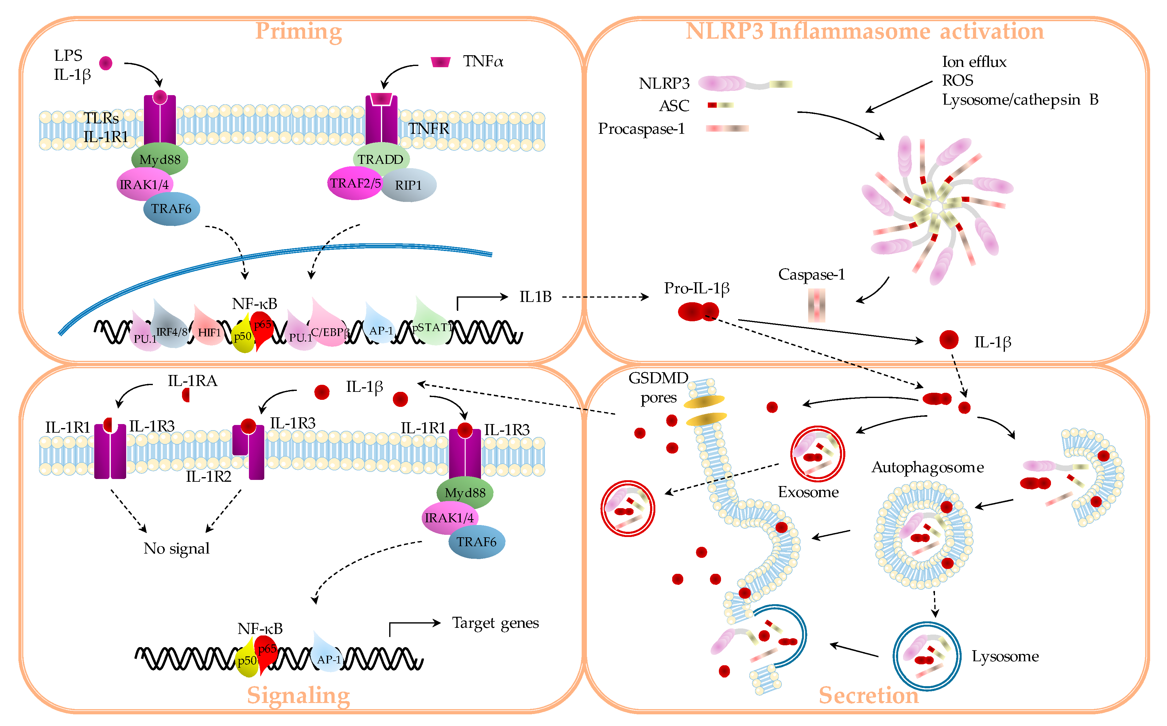 Cancers Free Full Text Interleukin 1b And Cancer Html