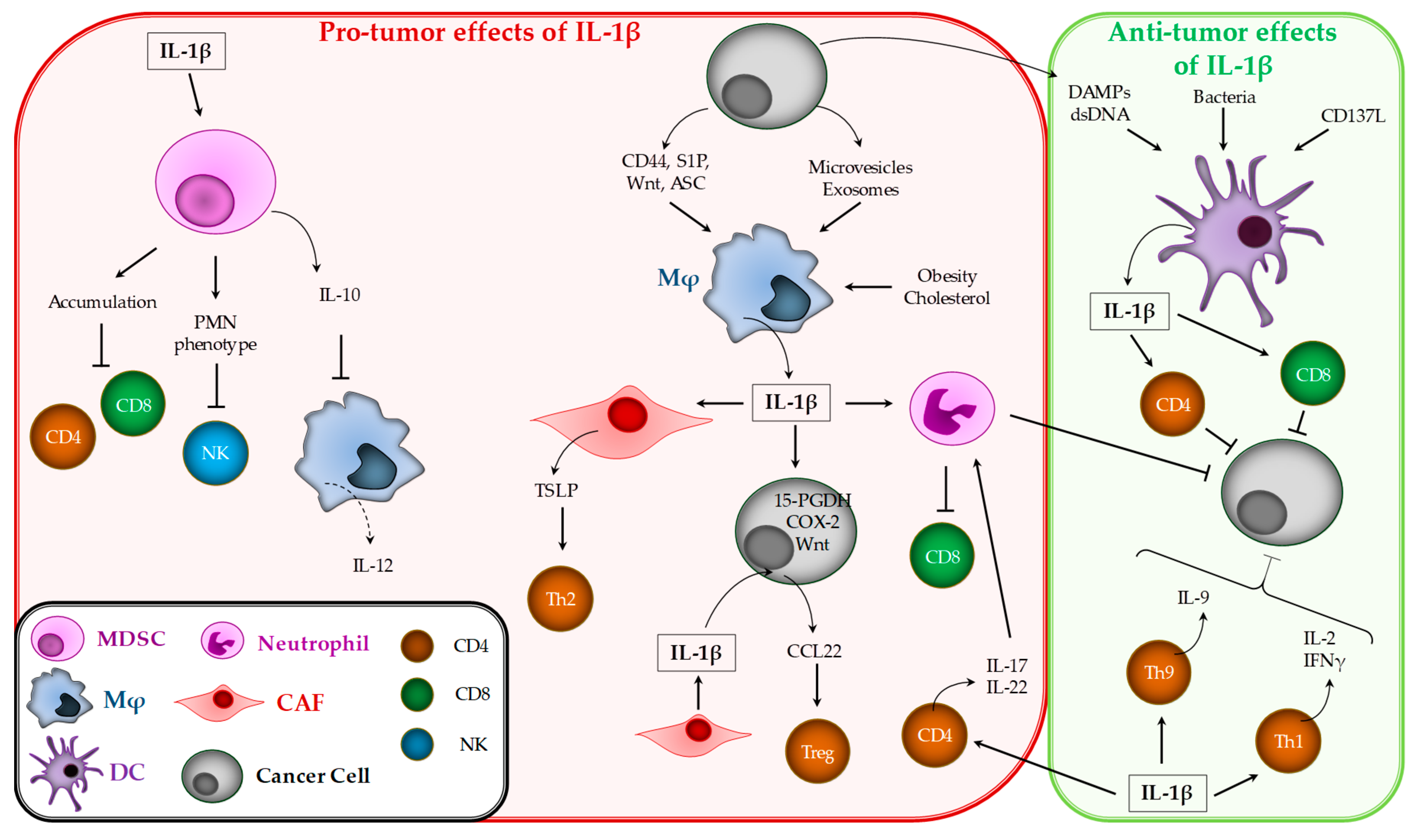 Cancers 12 01791 g002 Cancers 12 01791 g002