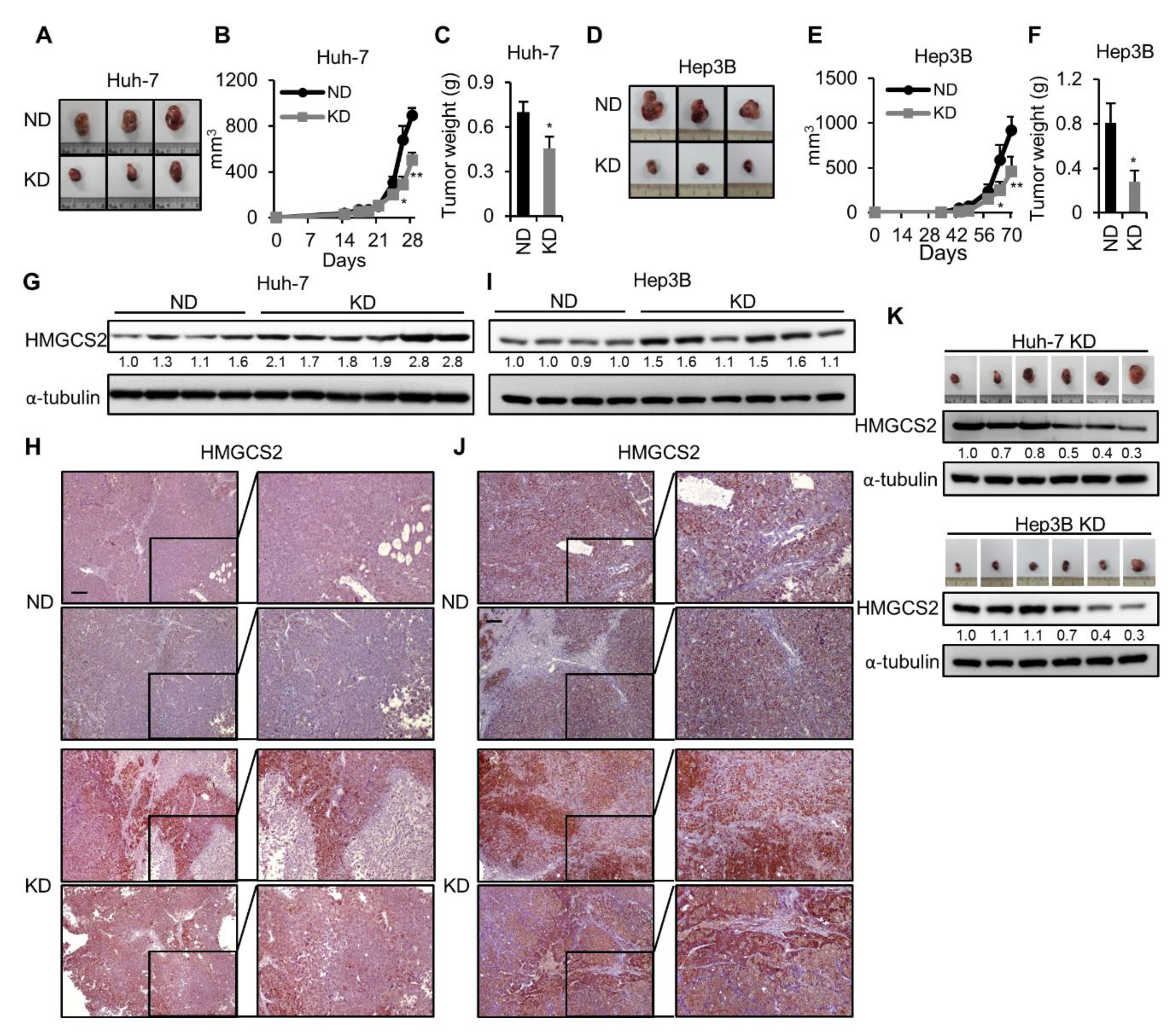 Cancers 12 01797 g001
