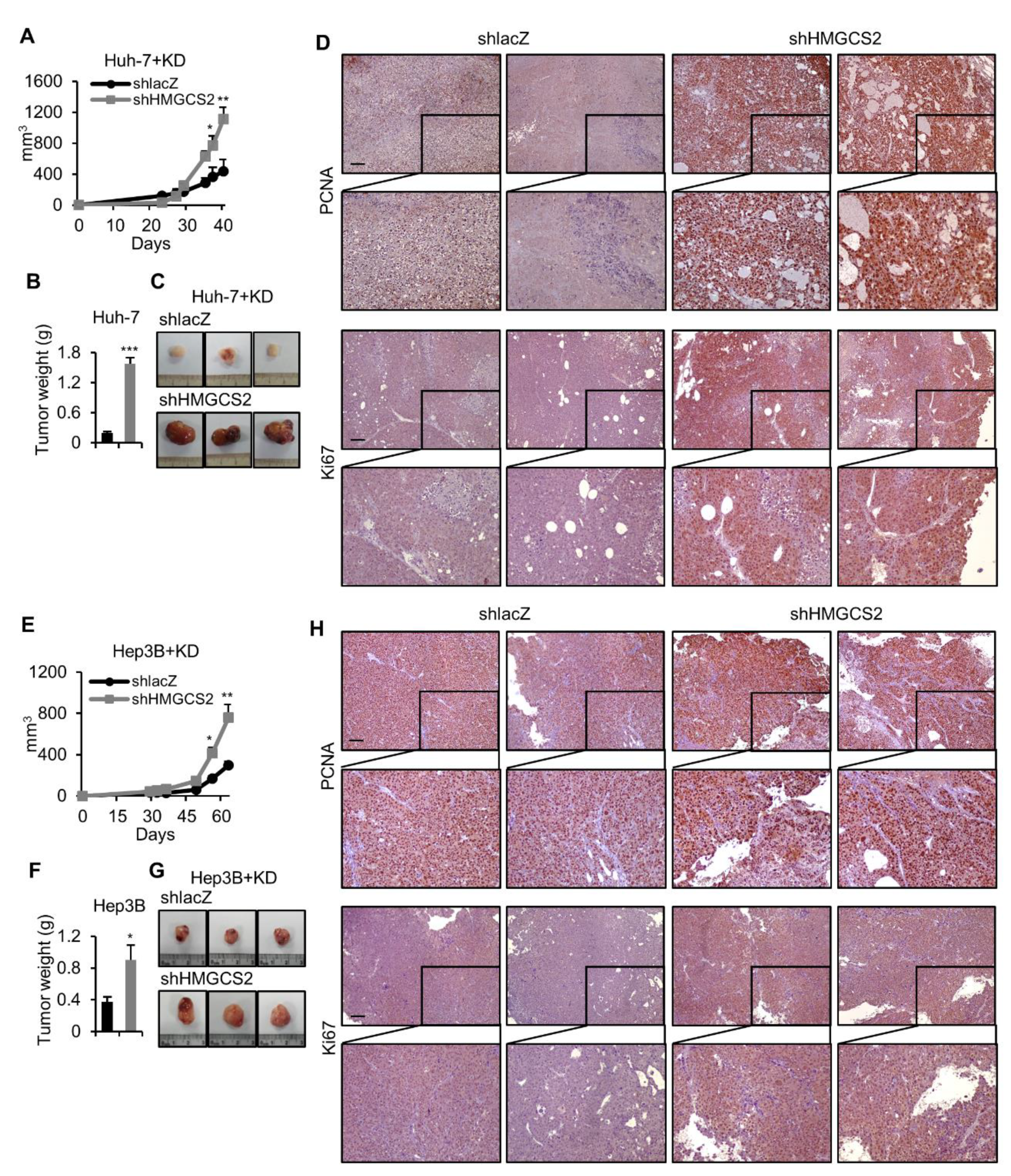 Cancers 12 01797 g004