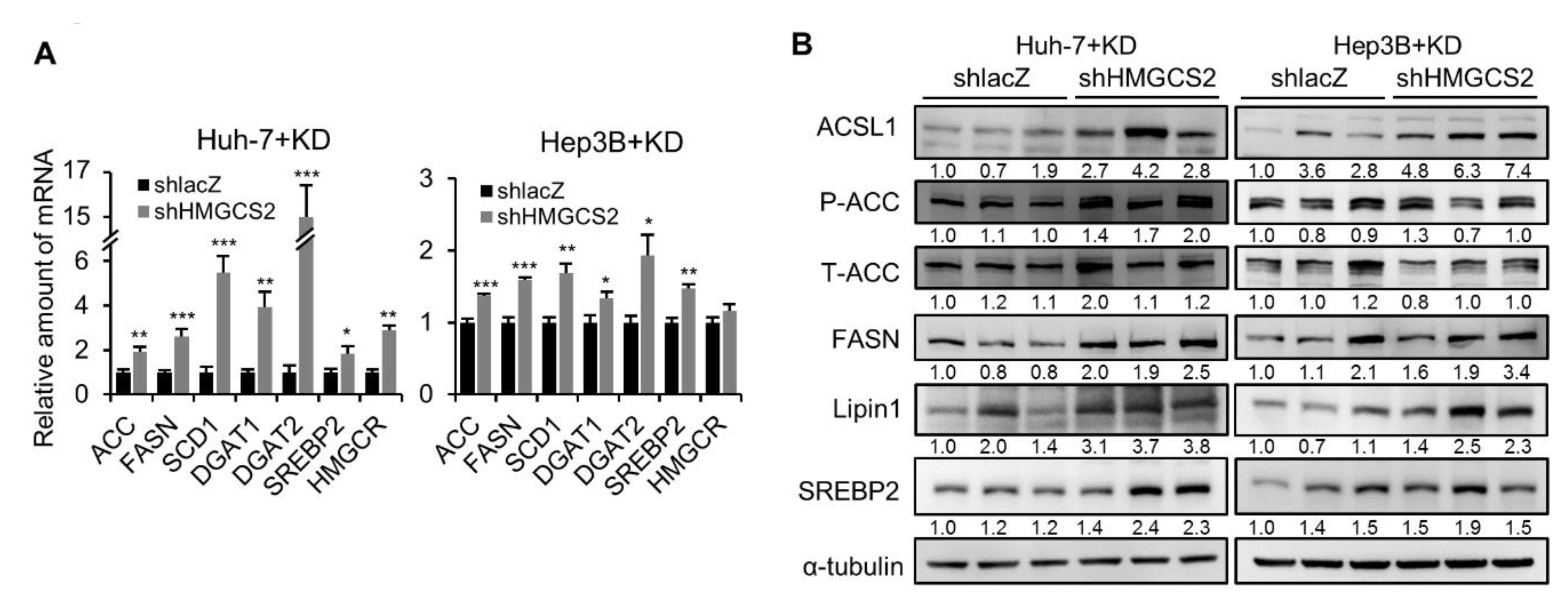 Cancers 12 01797 g005