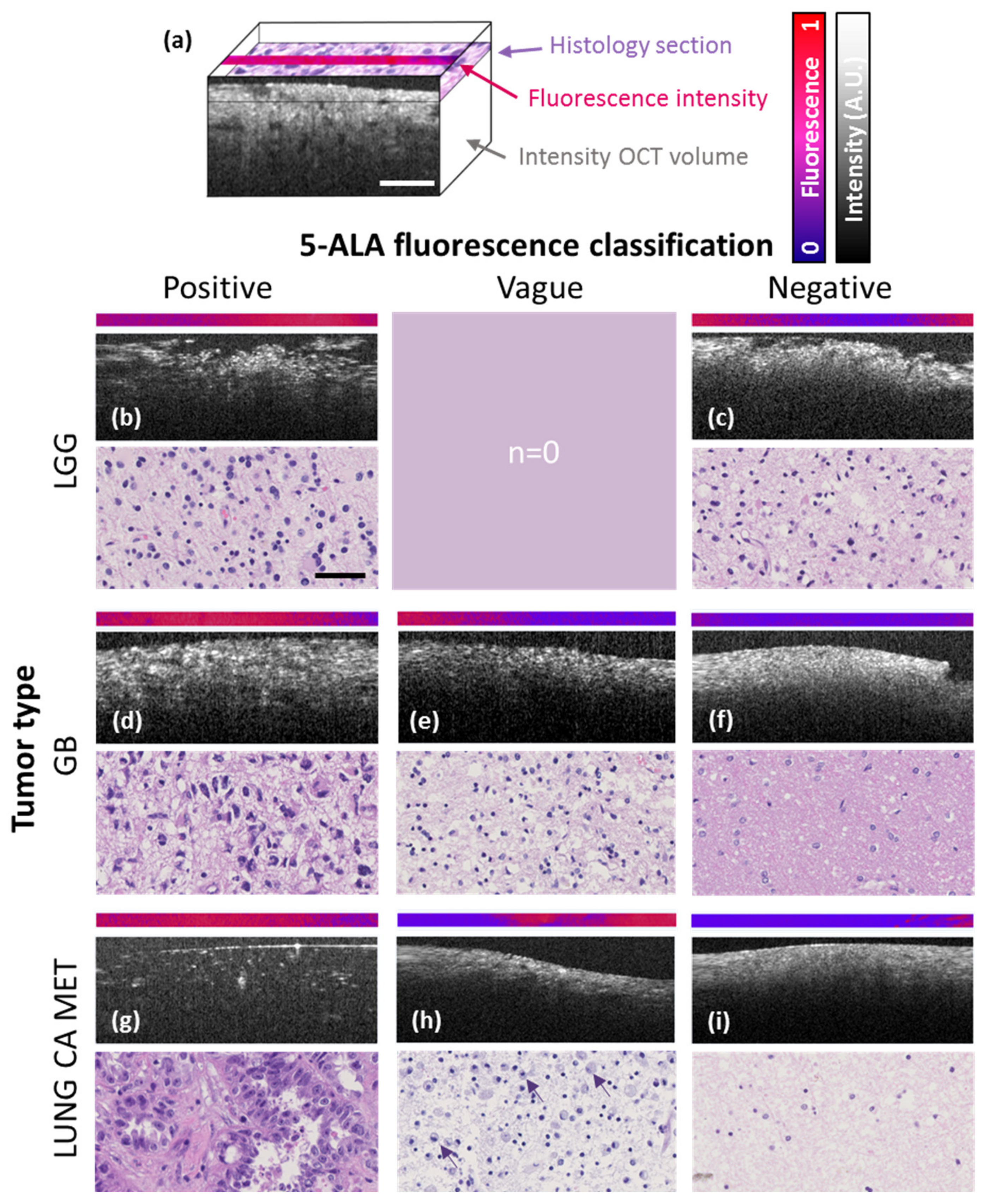 Cancers 12 01806 g001 Cancers 12 01806 g001