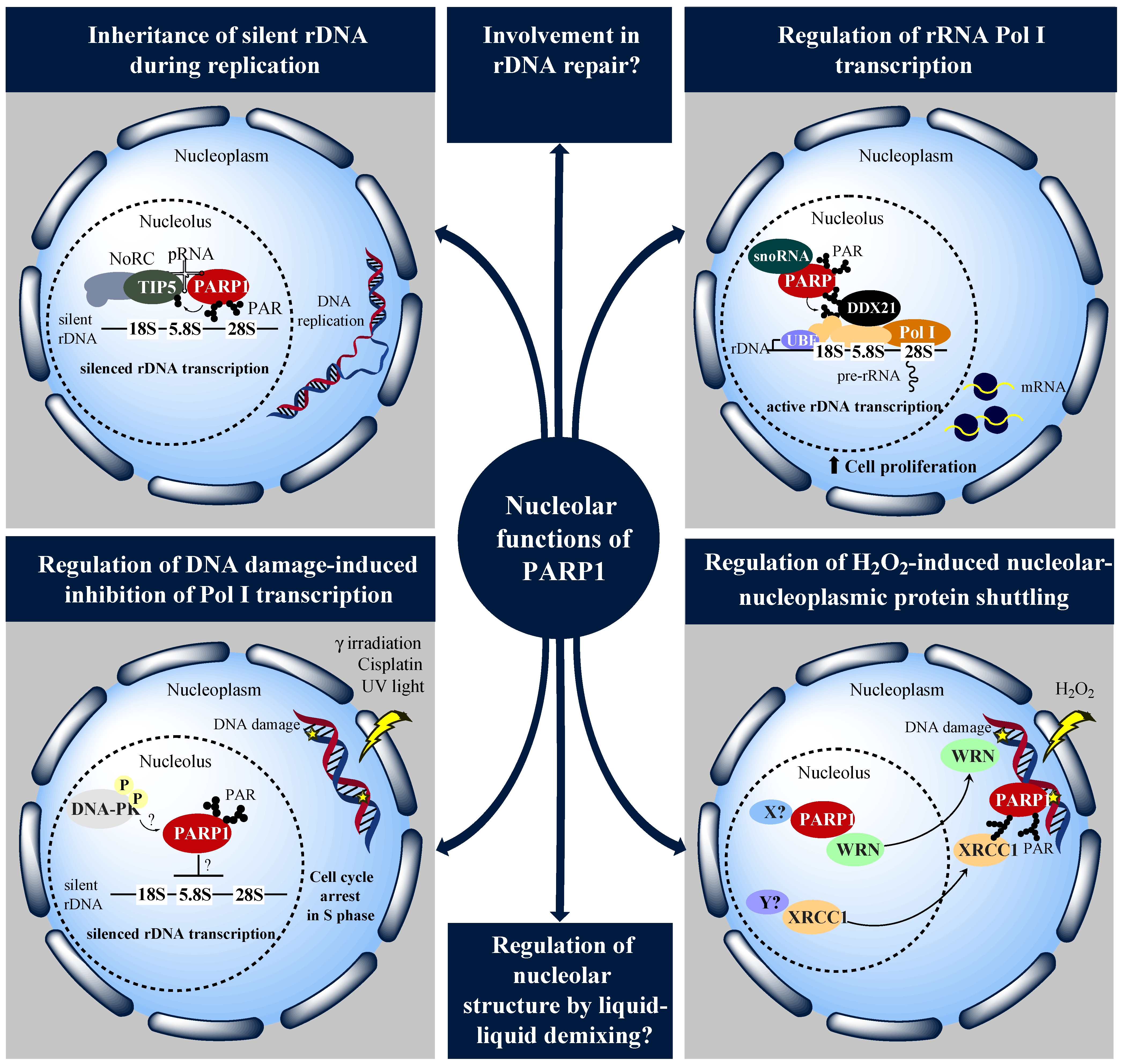 Cancers Free Full Text The Nucleolus And Parp1 In Cancer Biology Html Cancers Free Full Text The Nucleolus And Parp1 In Cancer Biology Html