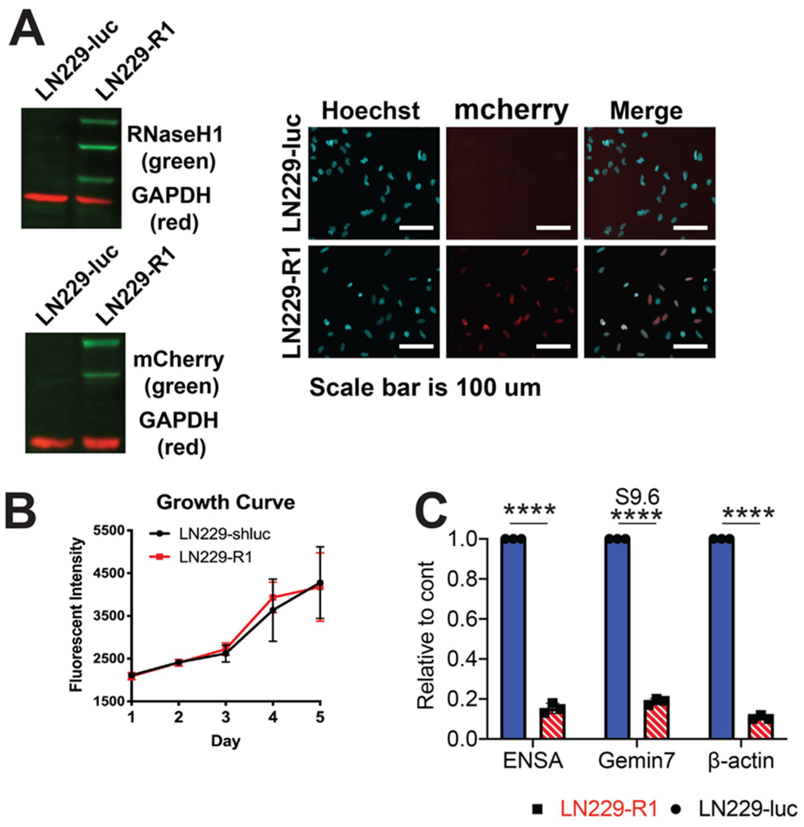 Cancers 12 01821 g003 Cancers 12 01821 g003