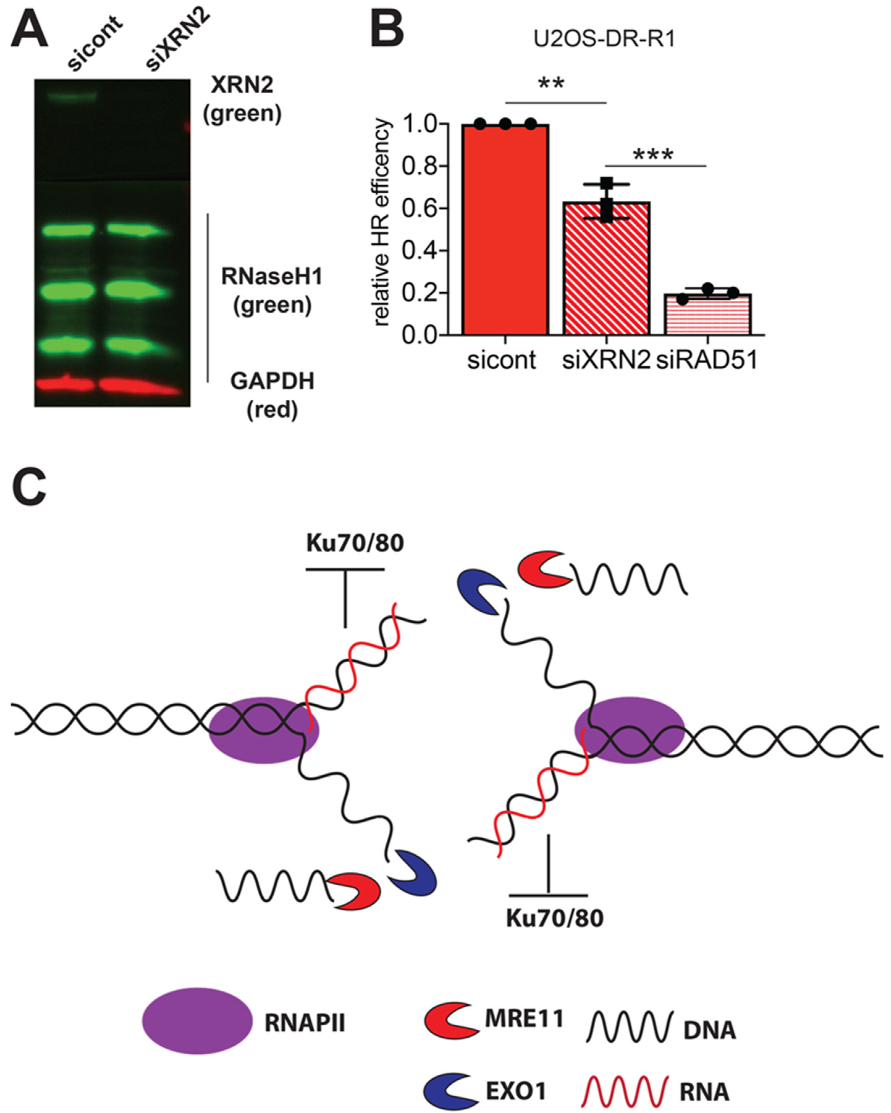 Cancers Free Full Text Xrn2 Links Rna Dna Hybrid Resolution To Double Strand Break Repair Pathway Choice Html Cancers Free Full Text Xrn2 Links Rna Dna Hybrid Resolution To Double Strand Break Repair Pathway Choice Html