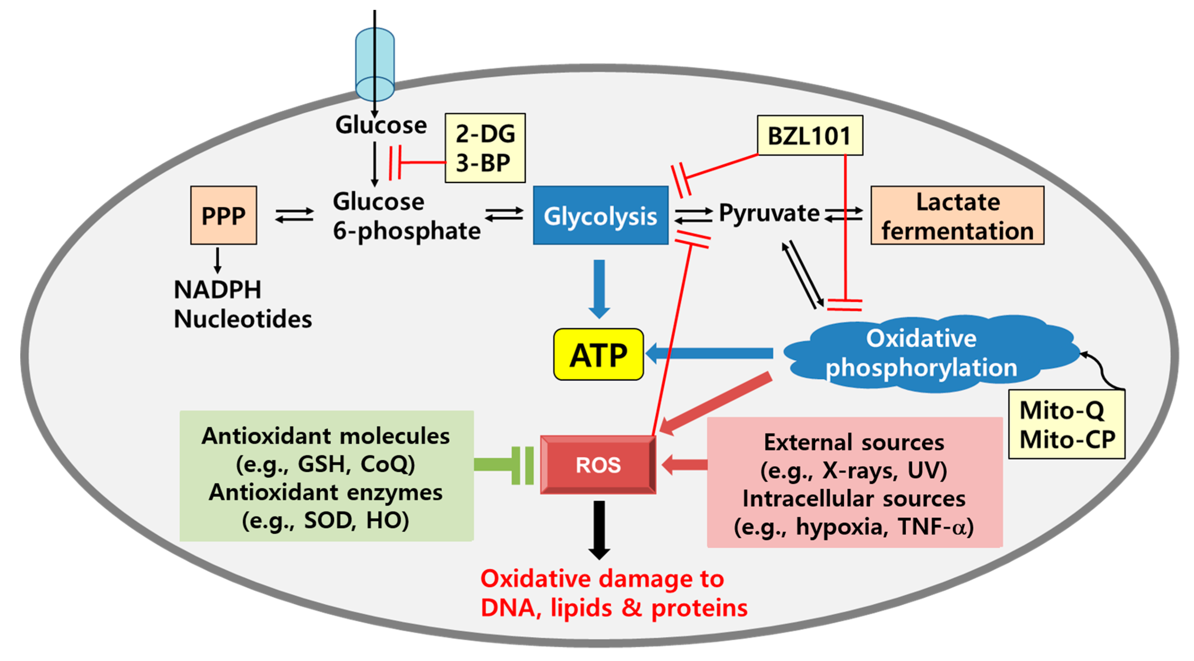 Cancers 12 01822 g001 Cancers 12 01822 g001