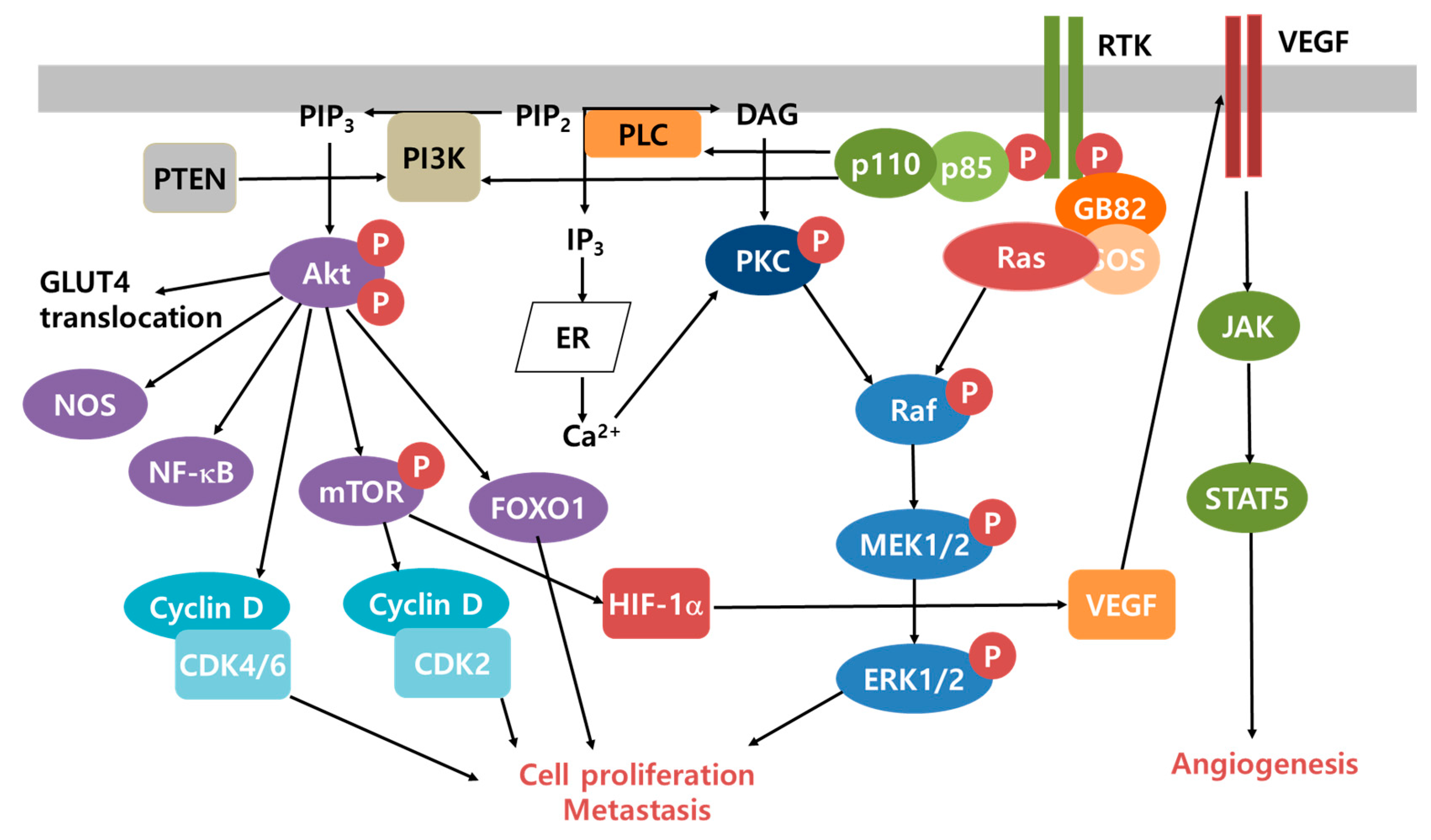 Cancers 12 01822 g002 Cancers 12 01822 g002