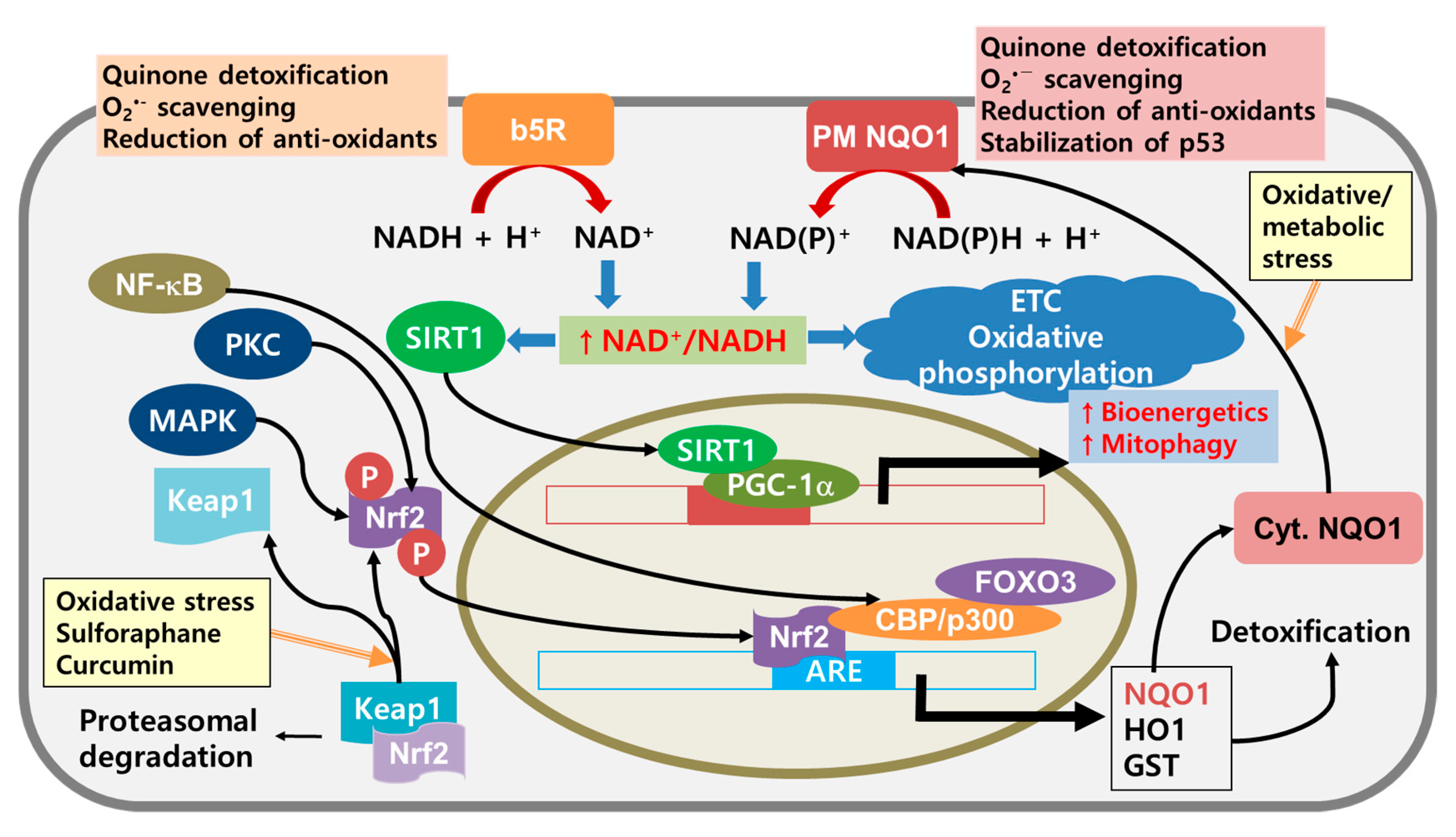 Cancers 12 01822 g004 Cancers 12 01822 g004