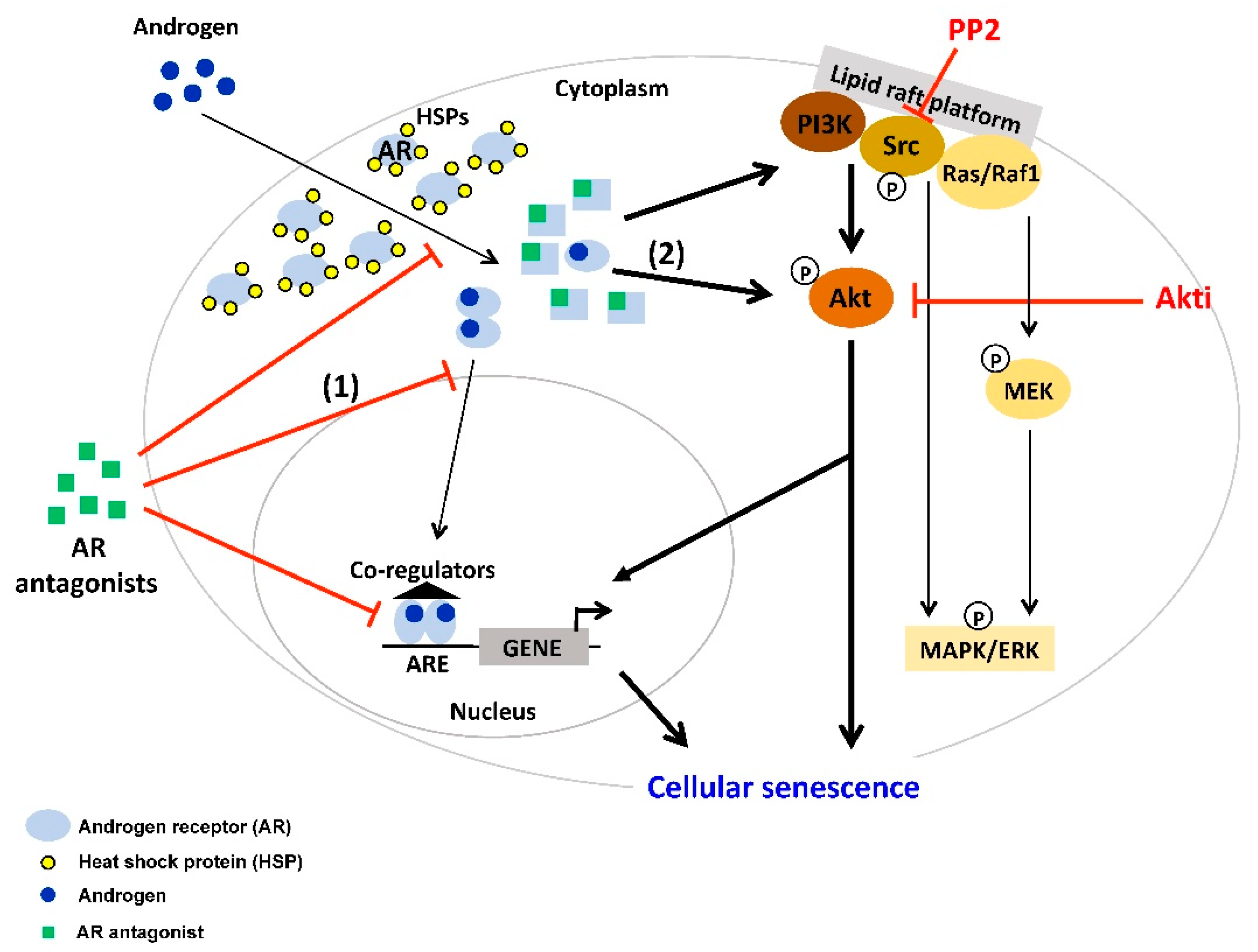 Cancers 12 01833 g002 Cancers 12 01833 g002