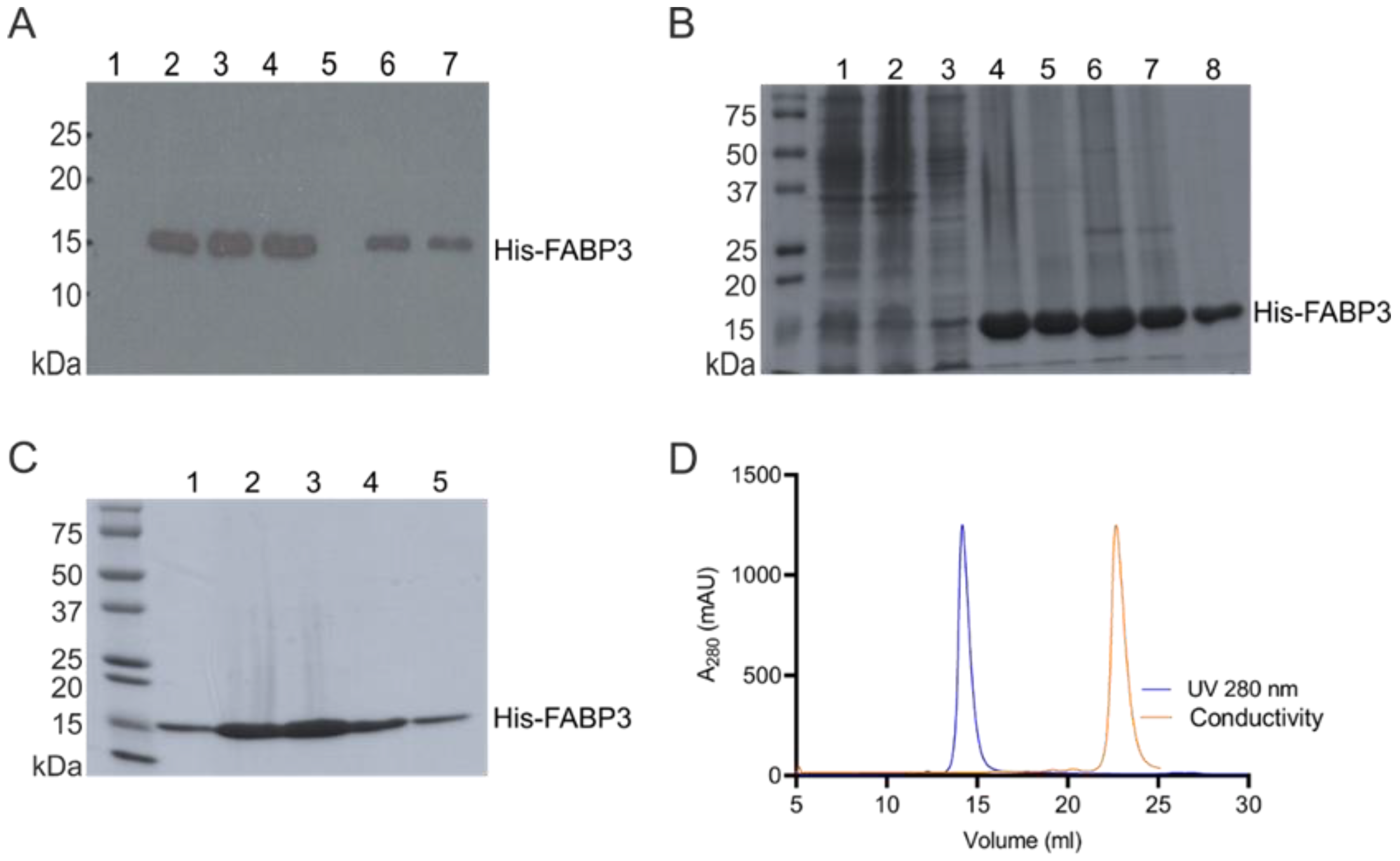 Cancers Free Full Text Tumor Targeting Peptides The Functional Screen Of Glioblastoma Homing Peptides To The Target Protein Fabp3 Mdgi Html Cancers Free Full Text Tumor Targeting Peptides The Functional Screen Of Glioblastoma Homing Peptides To The Target Protein Fabp3 Mdgi Html