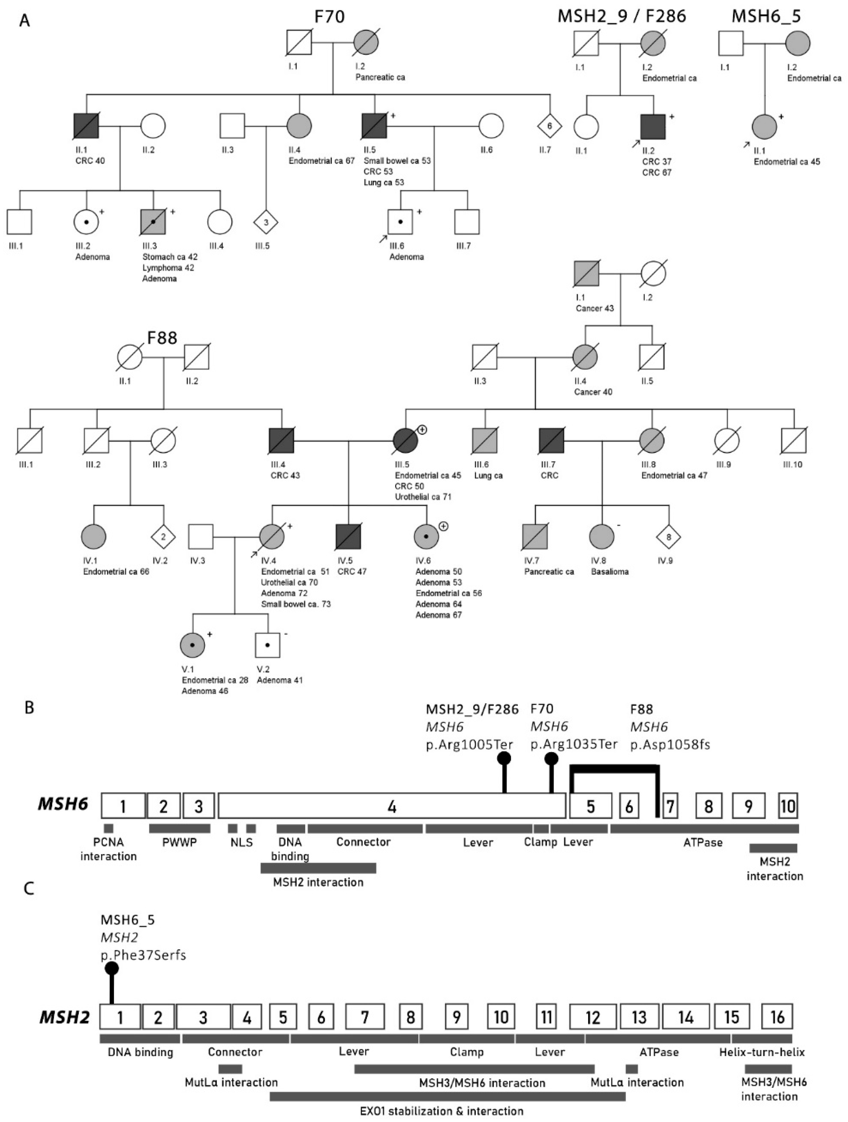 Cancers 12 01853 g003
