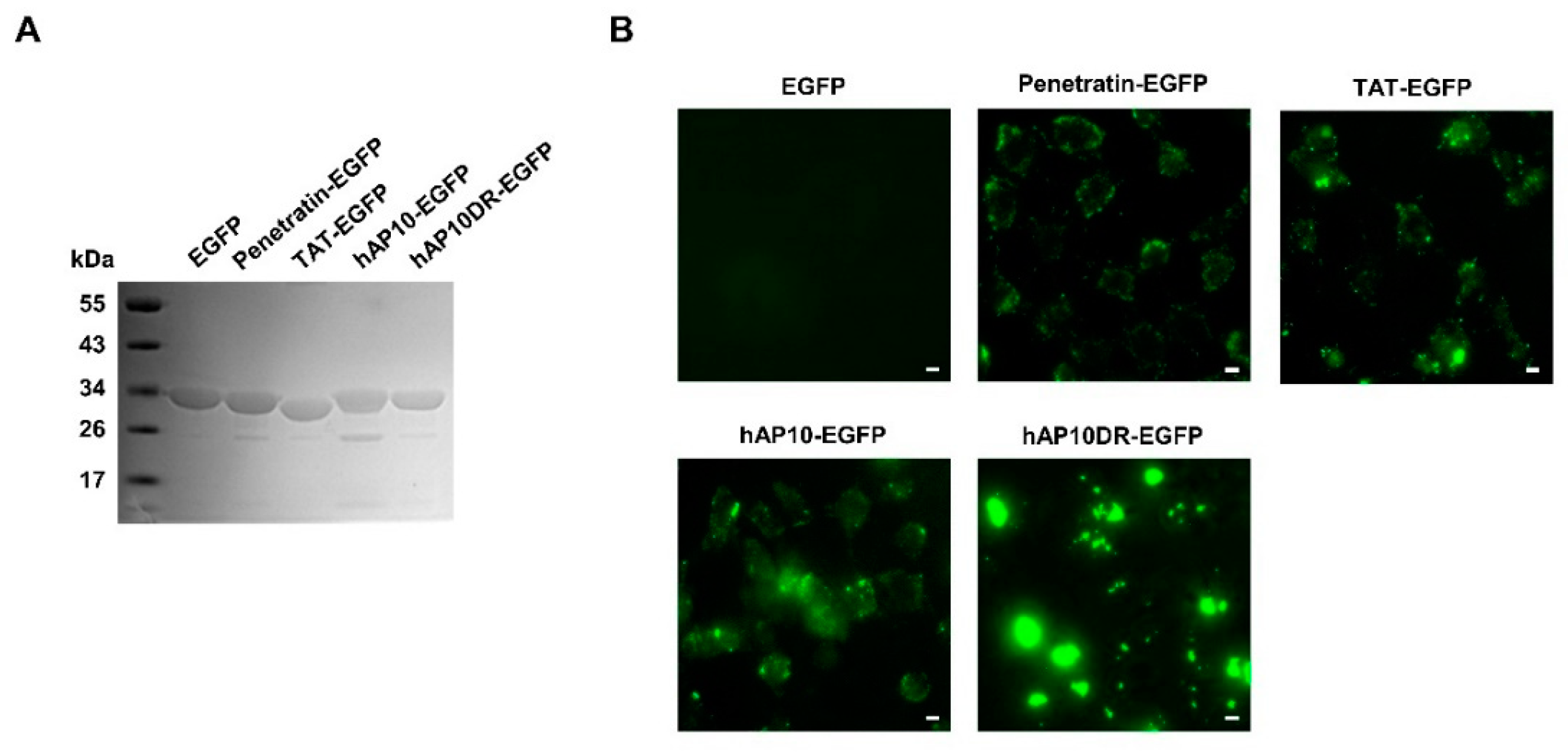 Cancers 12 01858 g005 Cancers 12 01858 g005