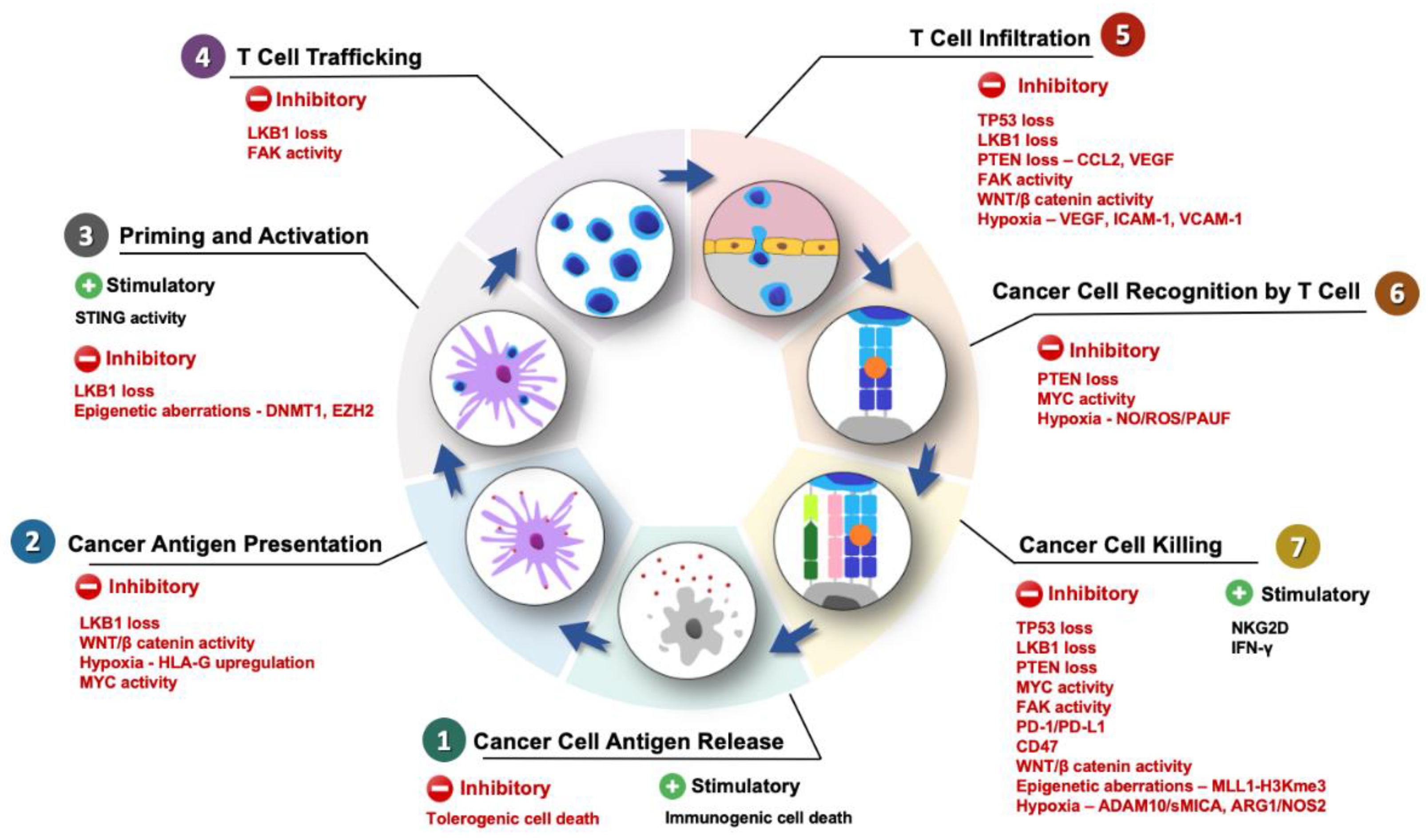 Translational Control of Immune Evasion in Cancer: Trends in Cancer
