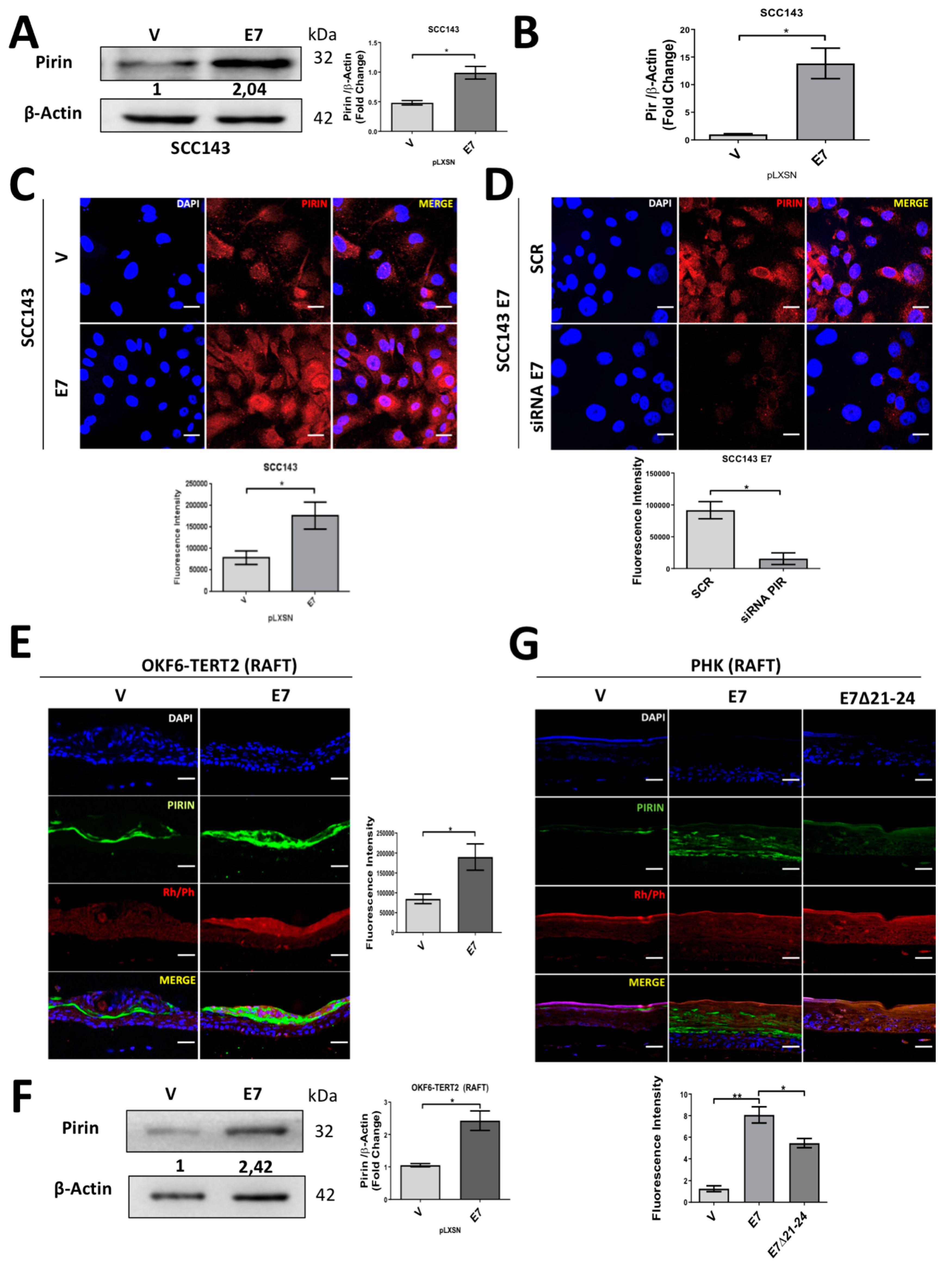 Cancers 12 01904 g001 Cancers 12 01904 g001