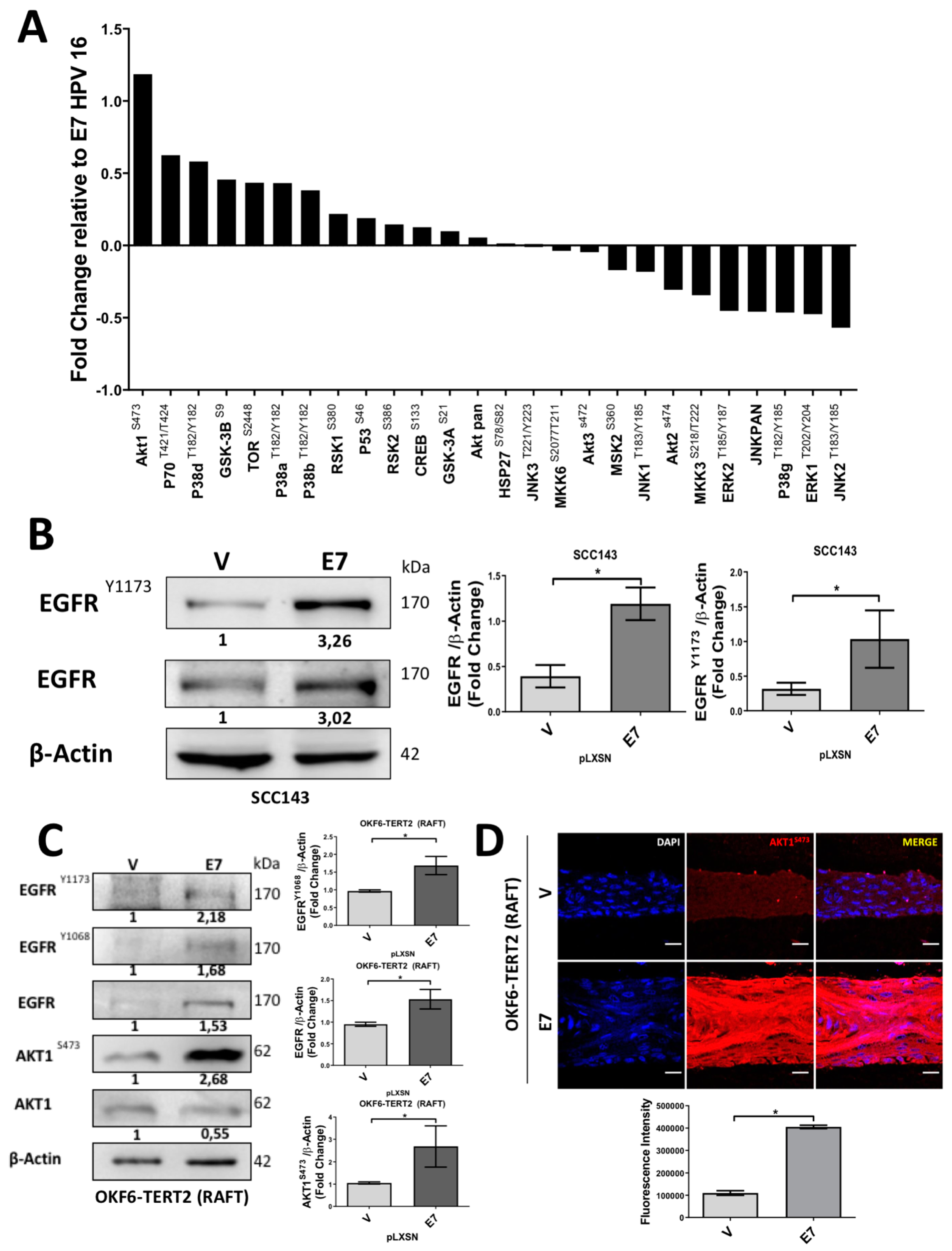 Cancers 12 01904 g003 Cancers 12 01904 g003