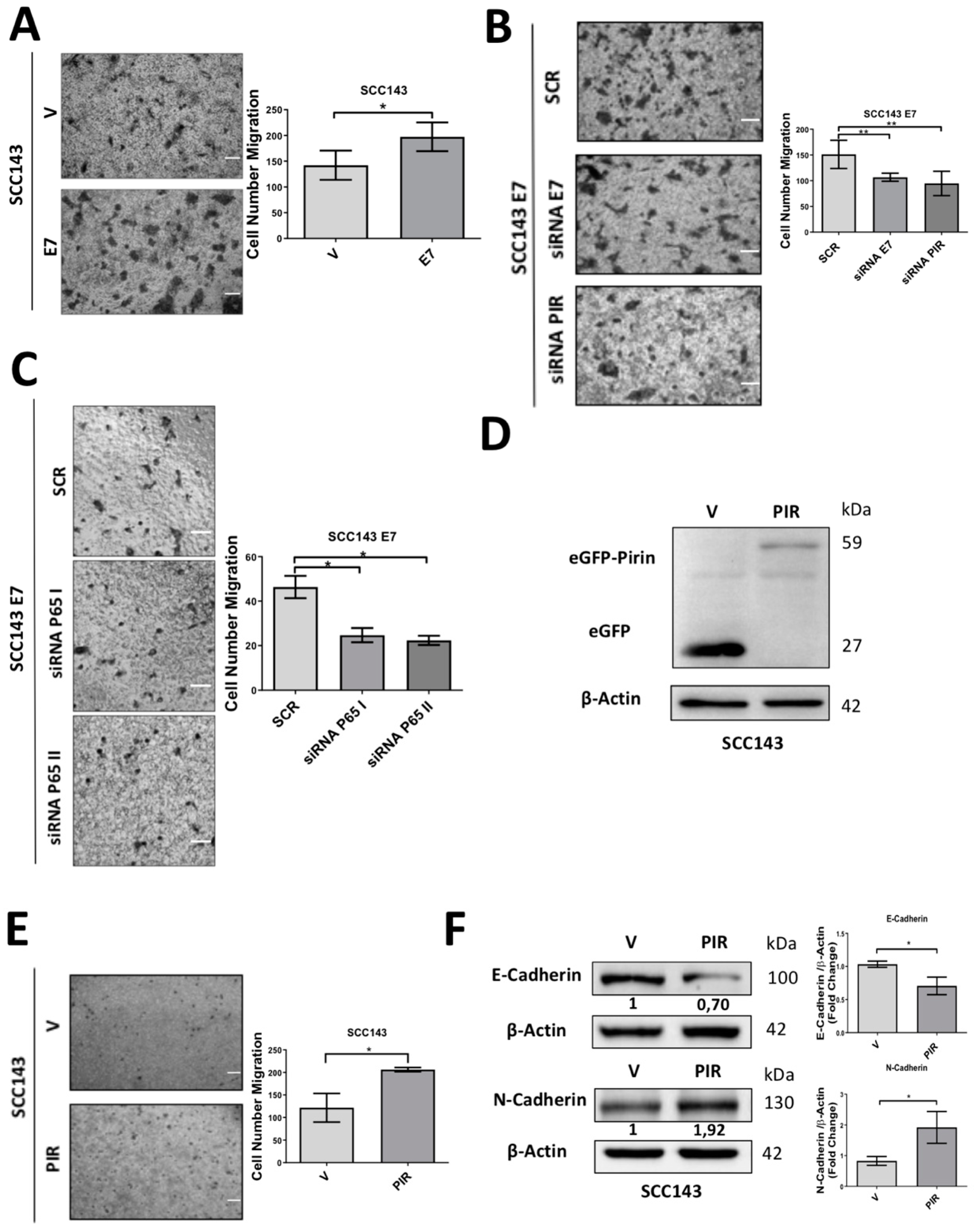 Cancers 12 01904 g006 Cancers 12 01904 g006