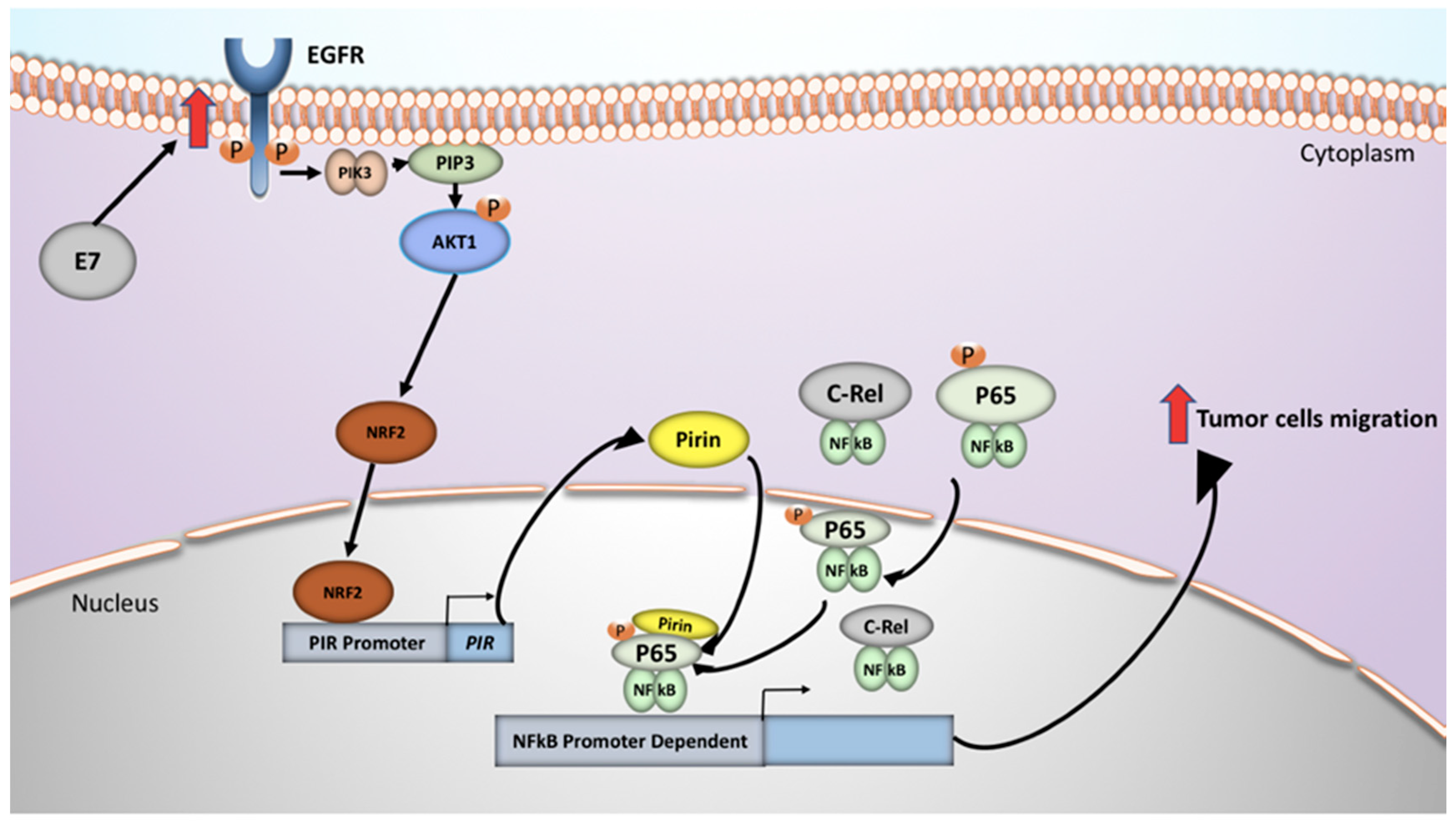 Cancers 12 01904 g007 Cancers 12 01904 g007