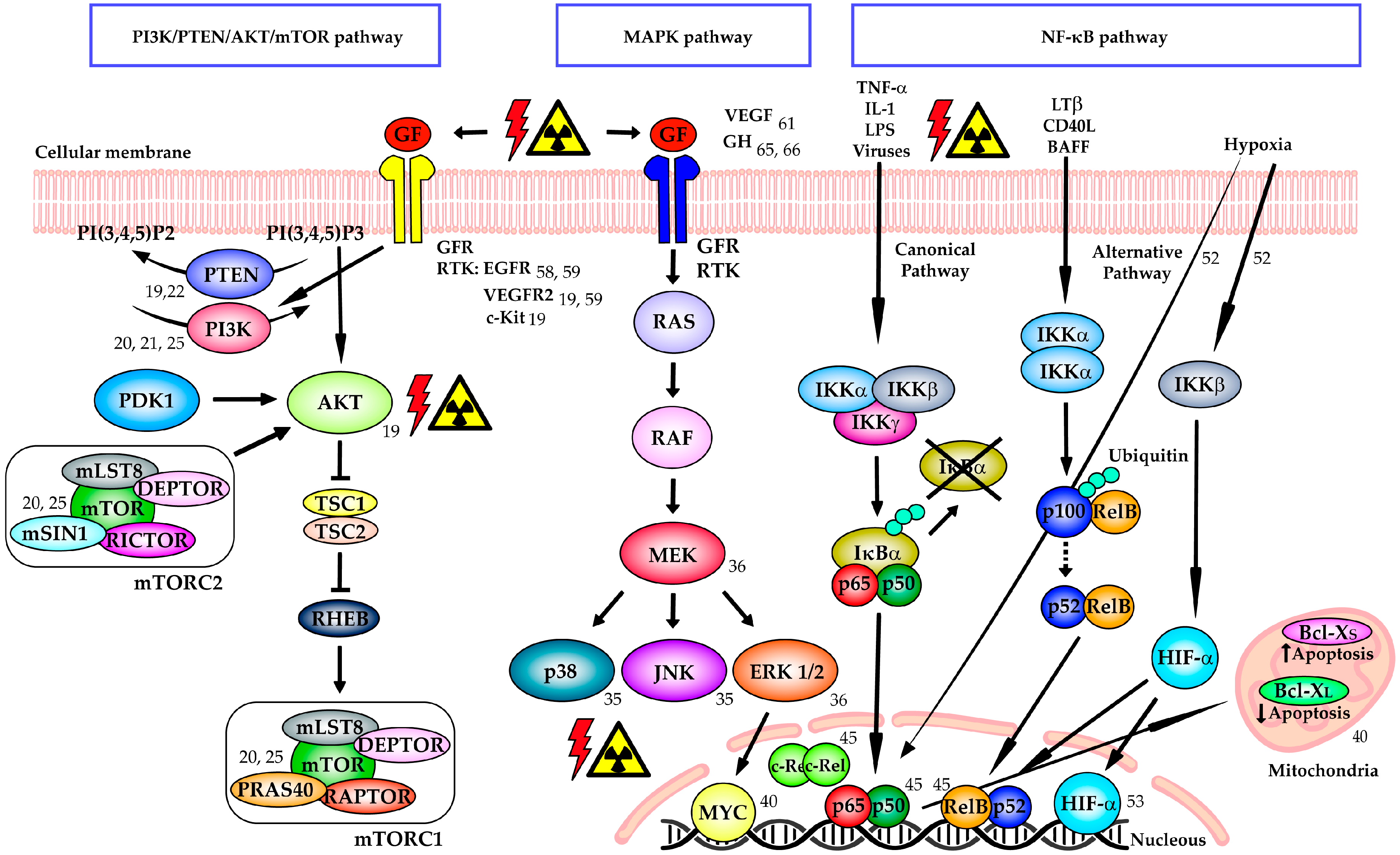 Cancers 12 01906 g001 Cancers 12 01906 g001