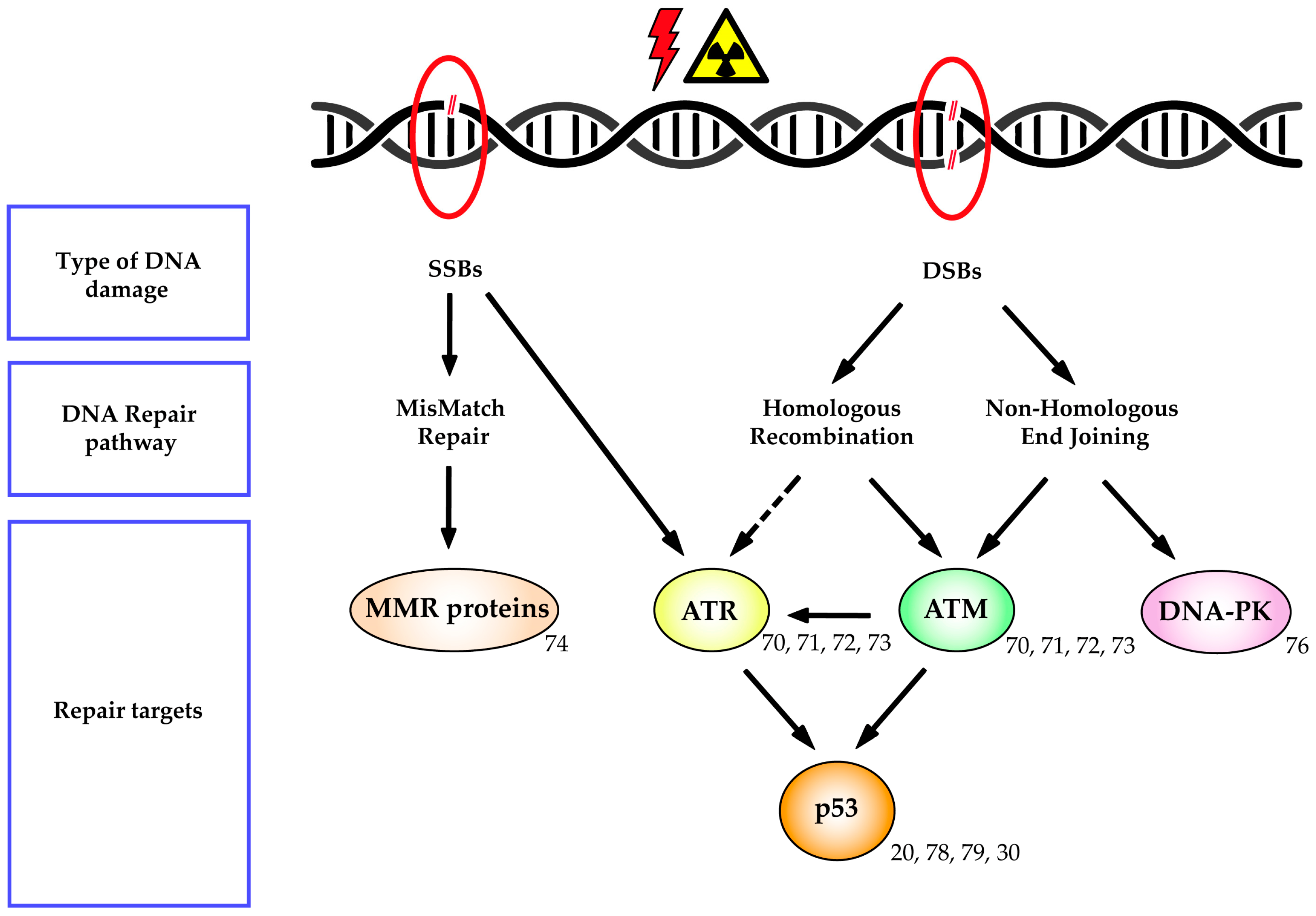 Cancers 12 01906 g002 Cancers 12 01906 g002