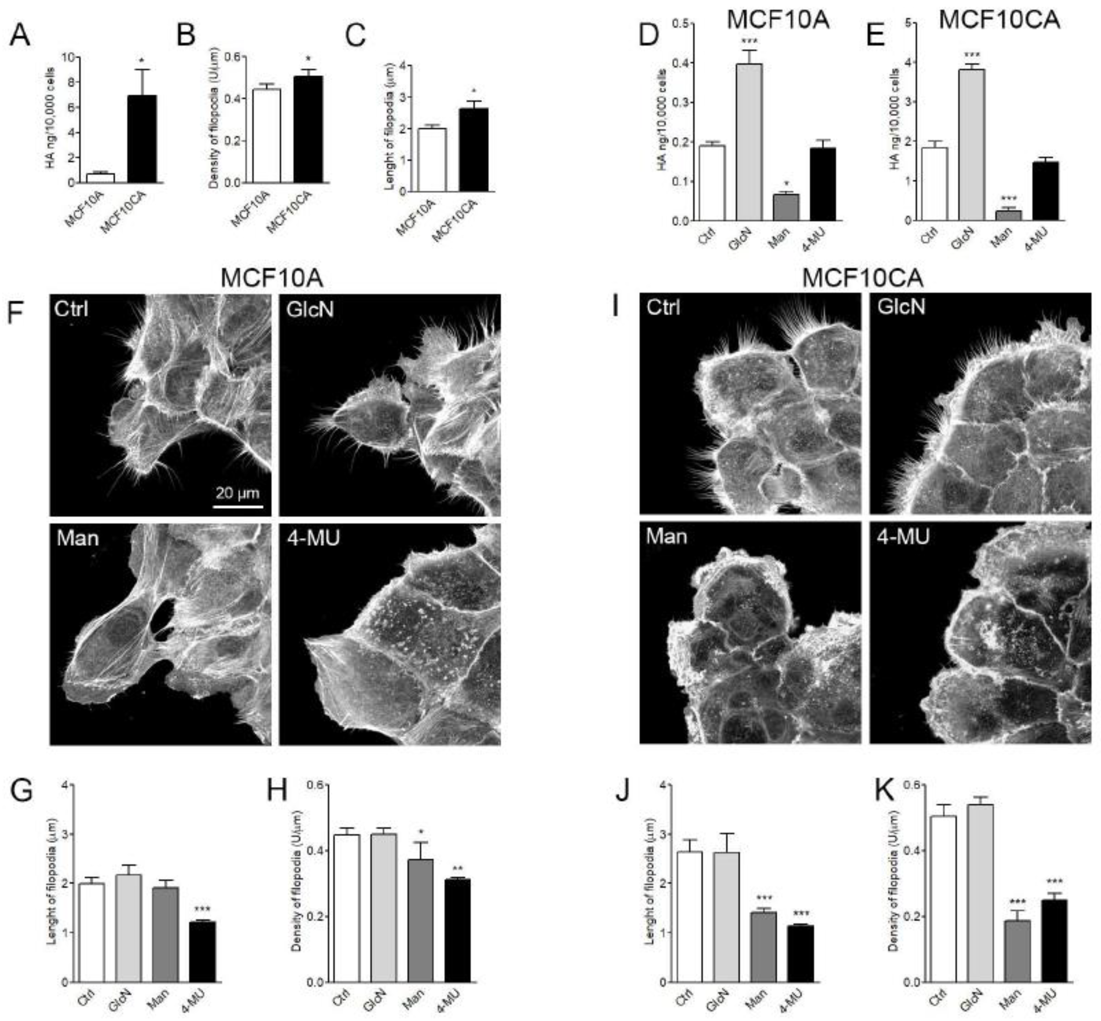 Cancers Free Full Text The Density And Length Of Filopodia Associate With The Activity Of Hyaluronan Synthesis In Tumor Cells Html Cancers Free Full Text The Density And Length Of Filopodia Associate With The Activity Of Hyaluronan Synthesis In Tumor Cells Html