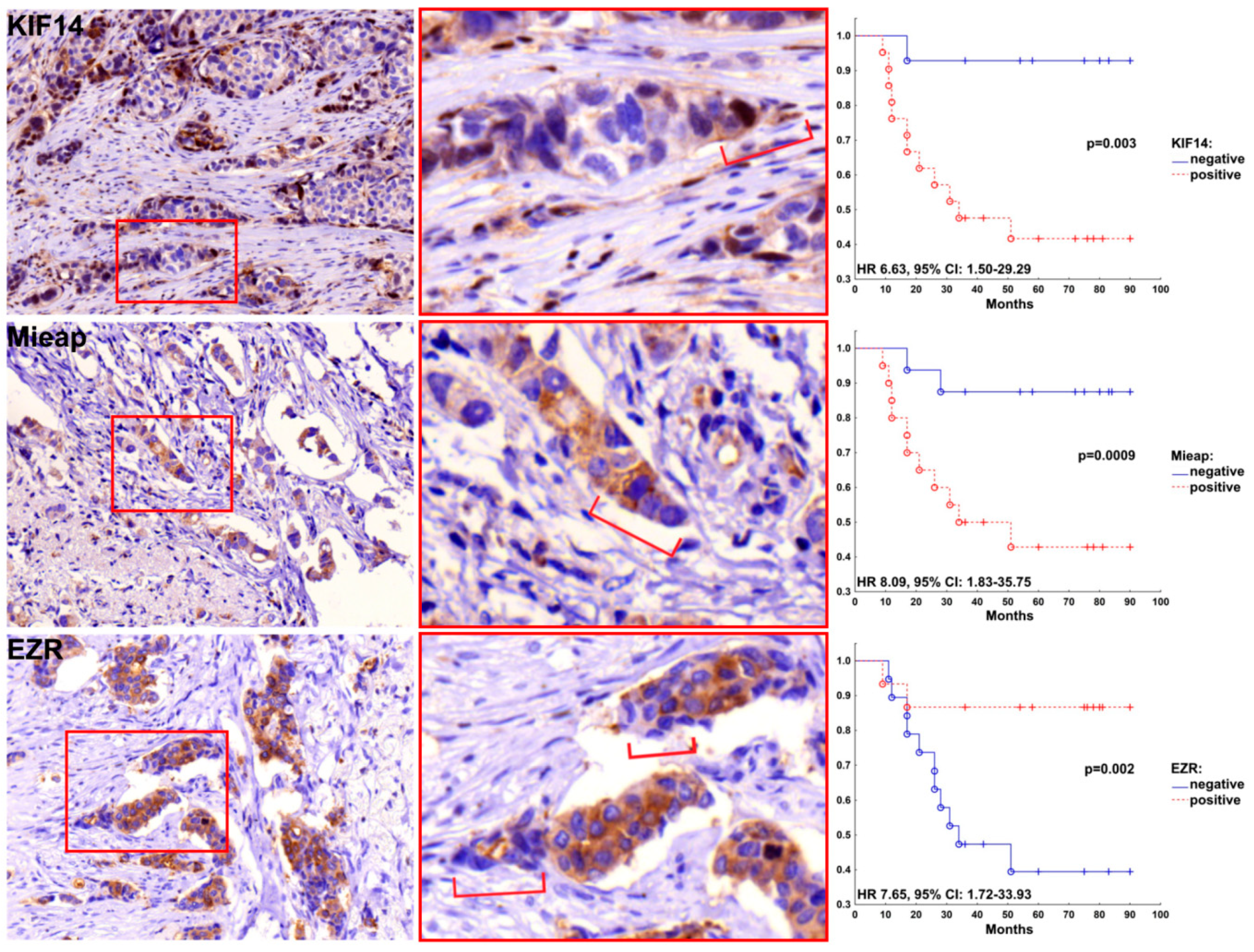 Cancers 12 01909 g002 Cancers 12 01909 g002