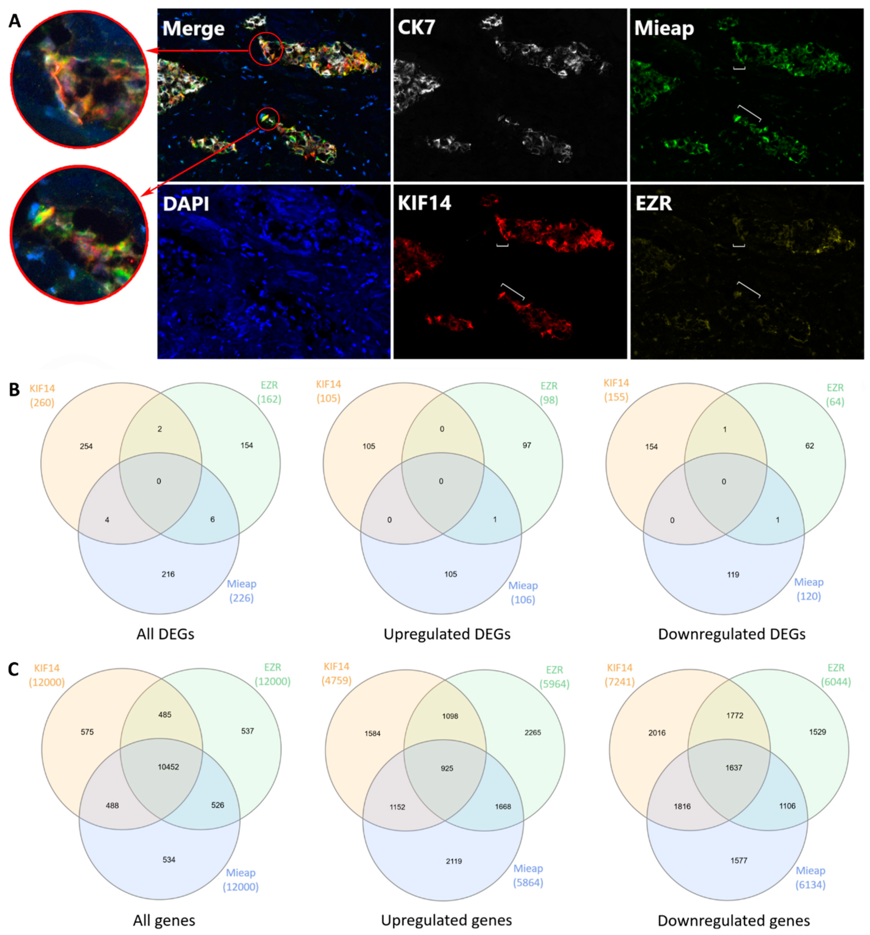 Cancers 12 01909 g006 Cancers 12 01909 g006