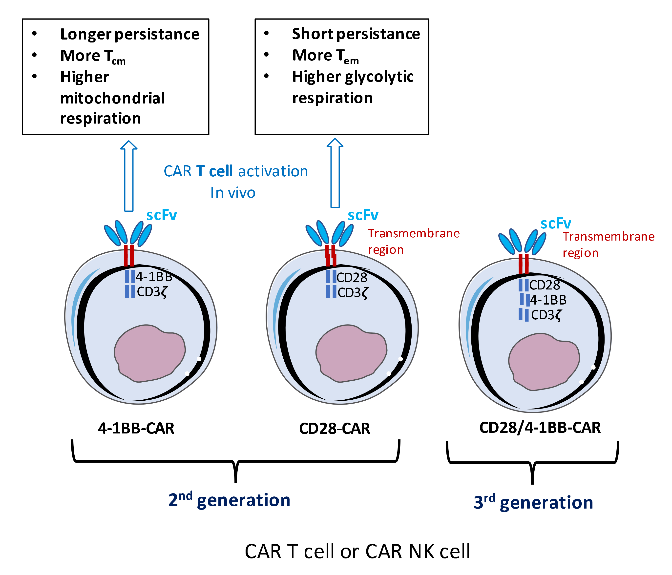 Cancers 12 01915 g001 Cancers 12 01915 g001