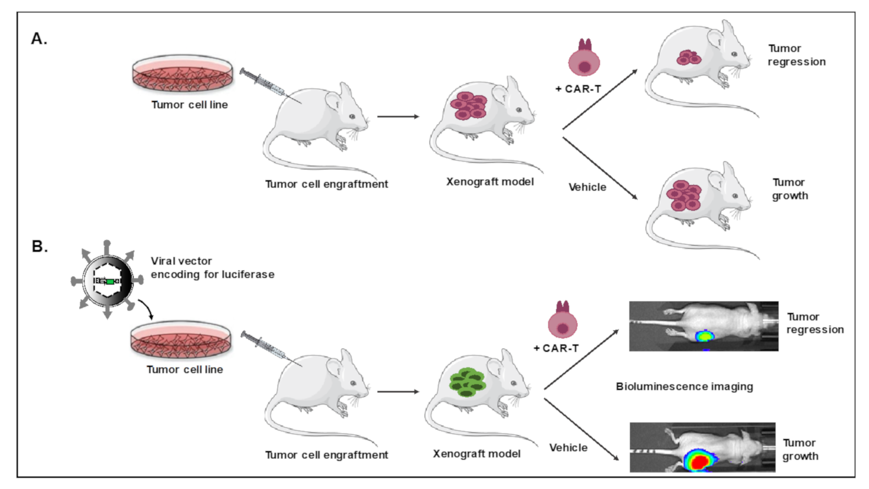 Cancers Free FullText Humanized Mice Are Precious Tools for