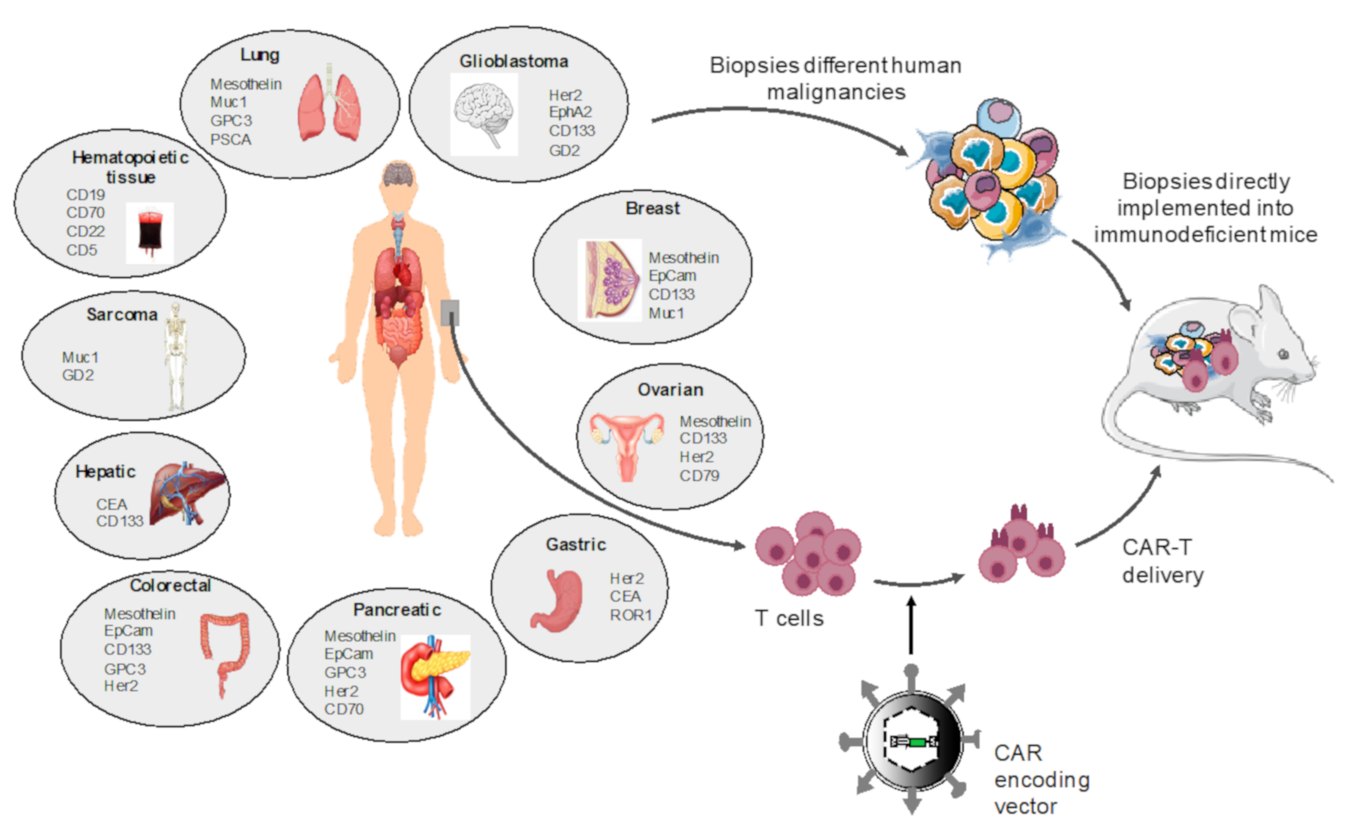 Cancers 12 01915 g003 Cancers 12 01915 g003